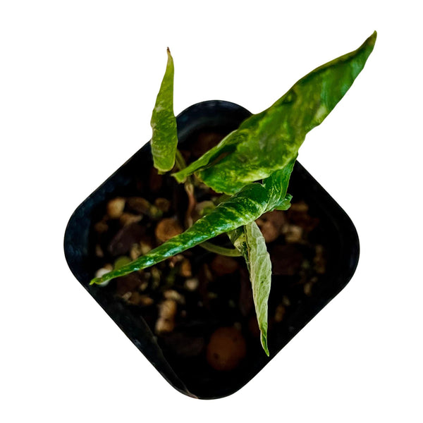 Syngonium Godzilla - Inicial Syngonium Godzilla - Inicial