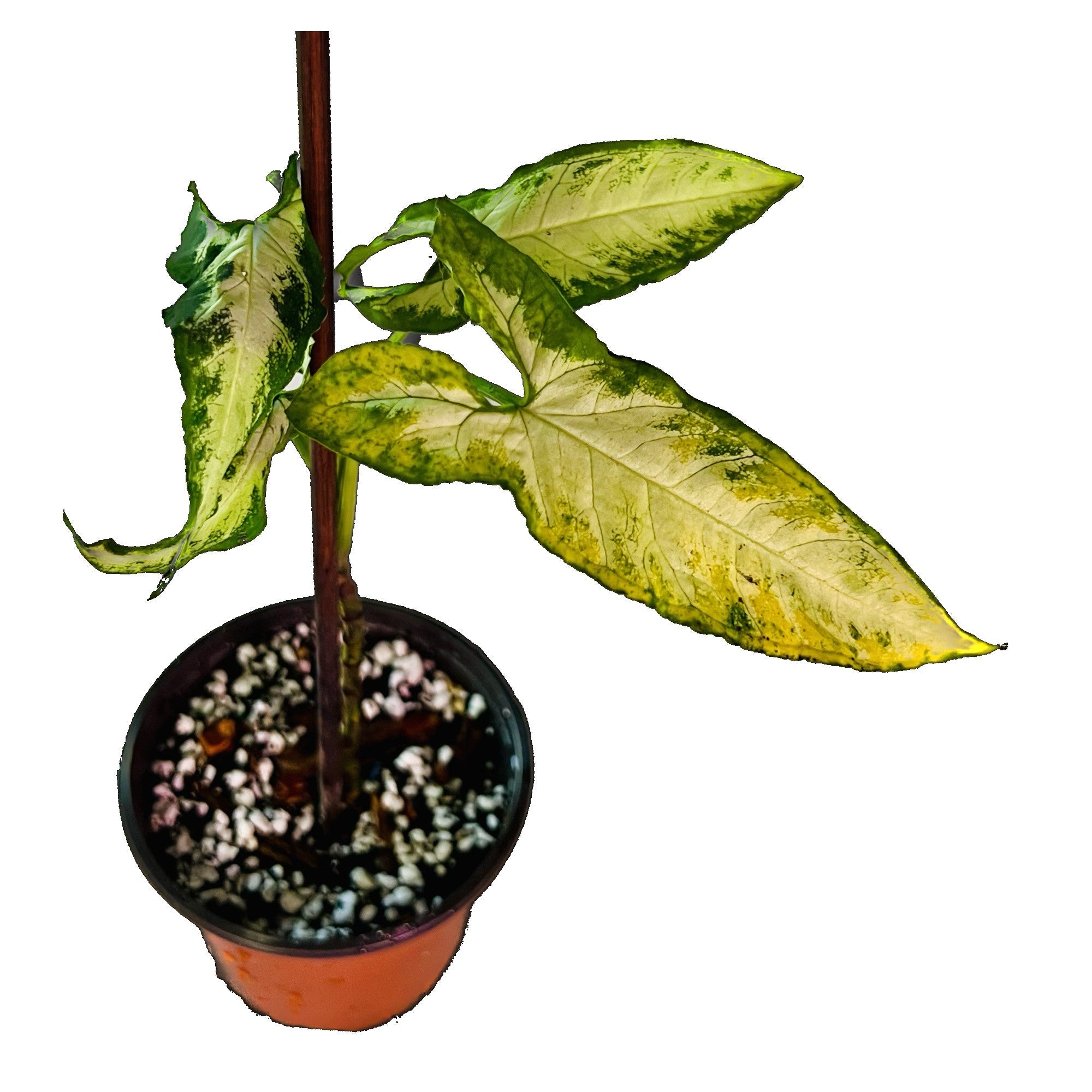 Syngonium Goosefoot in 4" pot