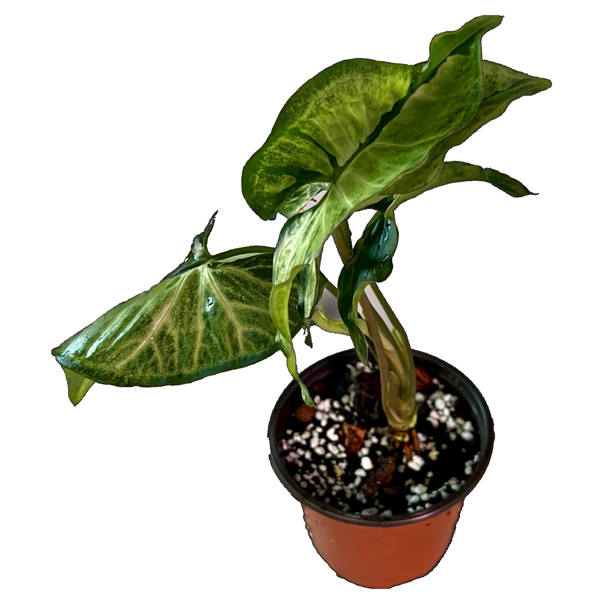 Syngonium Green Beauty in 4" pot