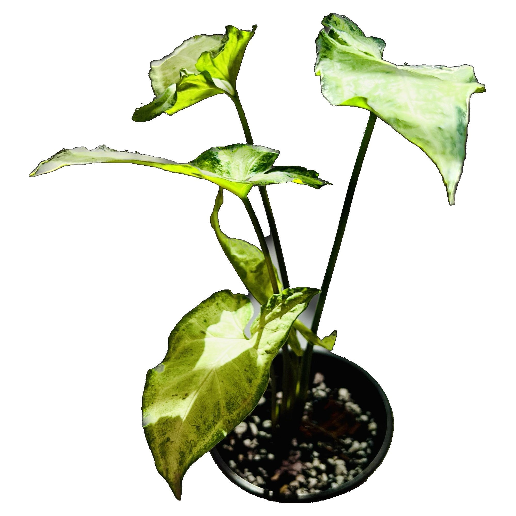 Syngonium Green Freckles in 4" pot