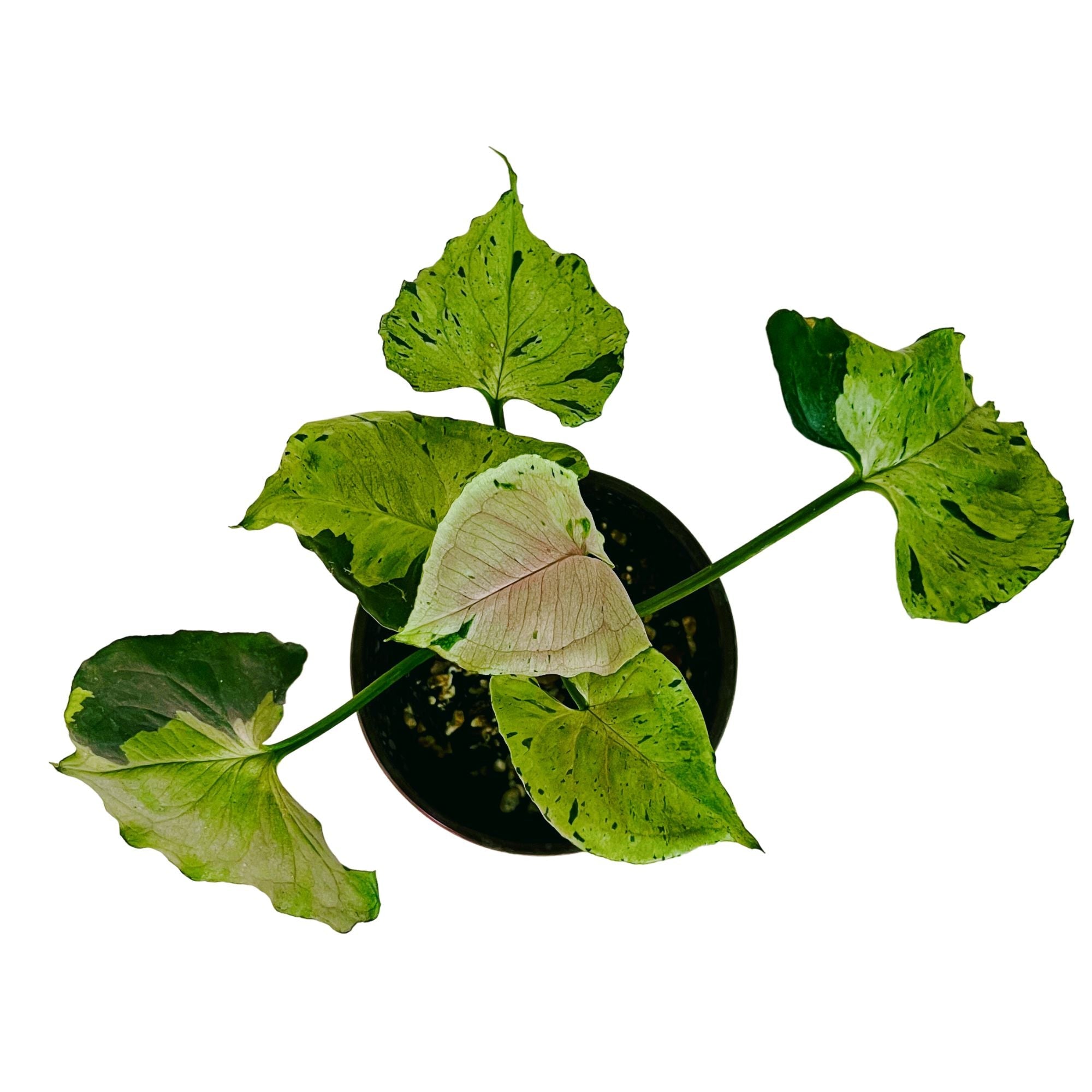 Syngonium Green Splash in 4" pot