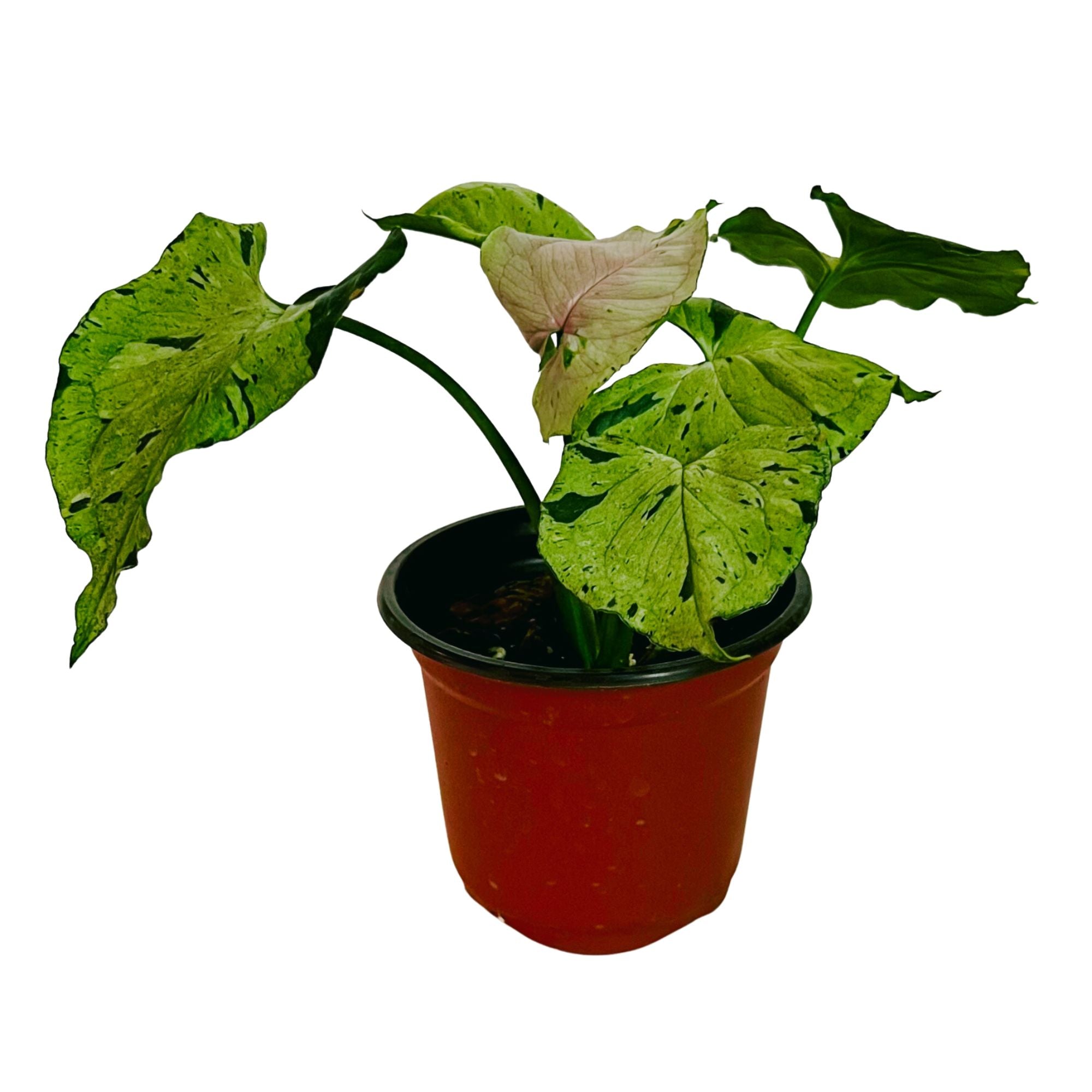 Syngonium Green Splash in 4" pot