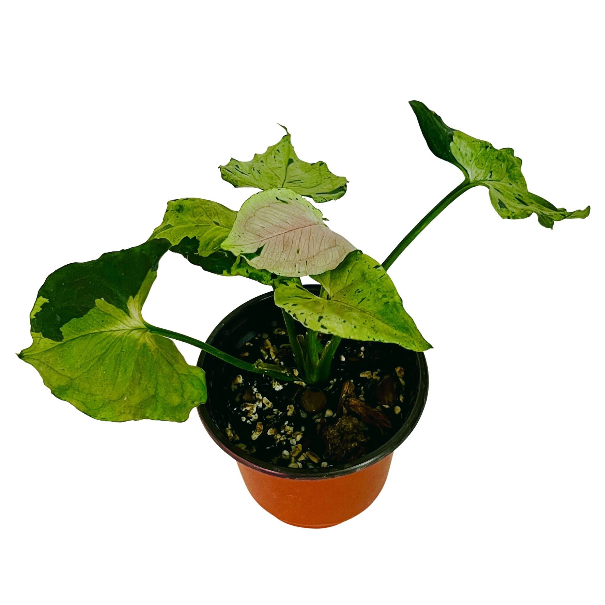 Syngonium Green Splash in 4" pot