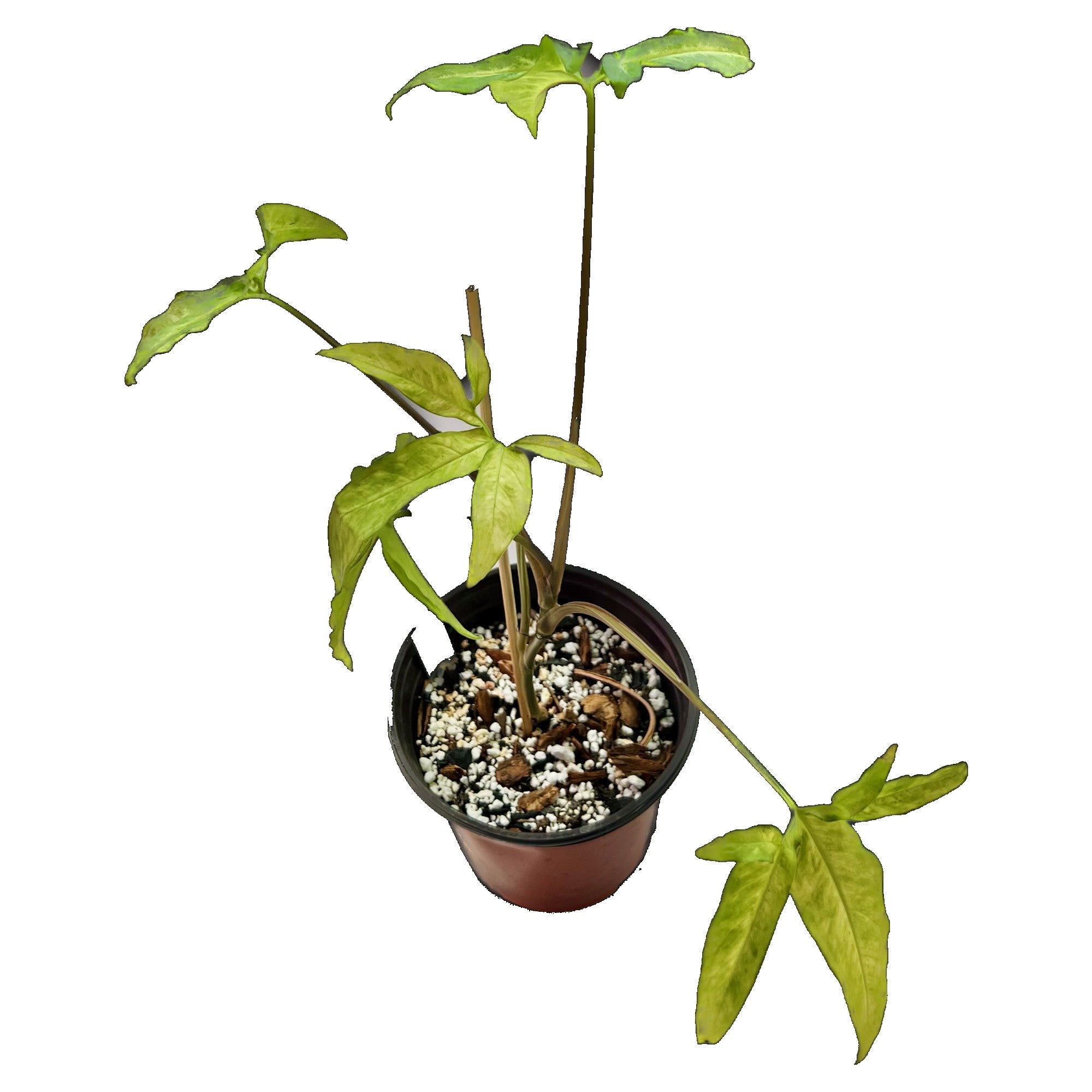 Syngonium Little Star in 6" pot