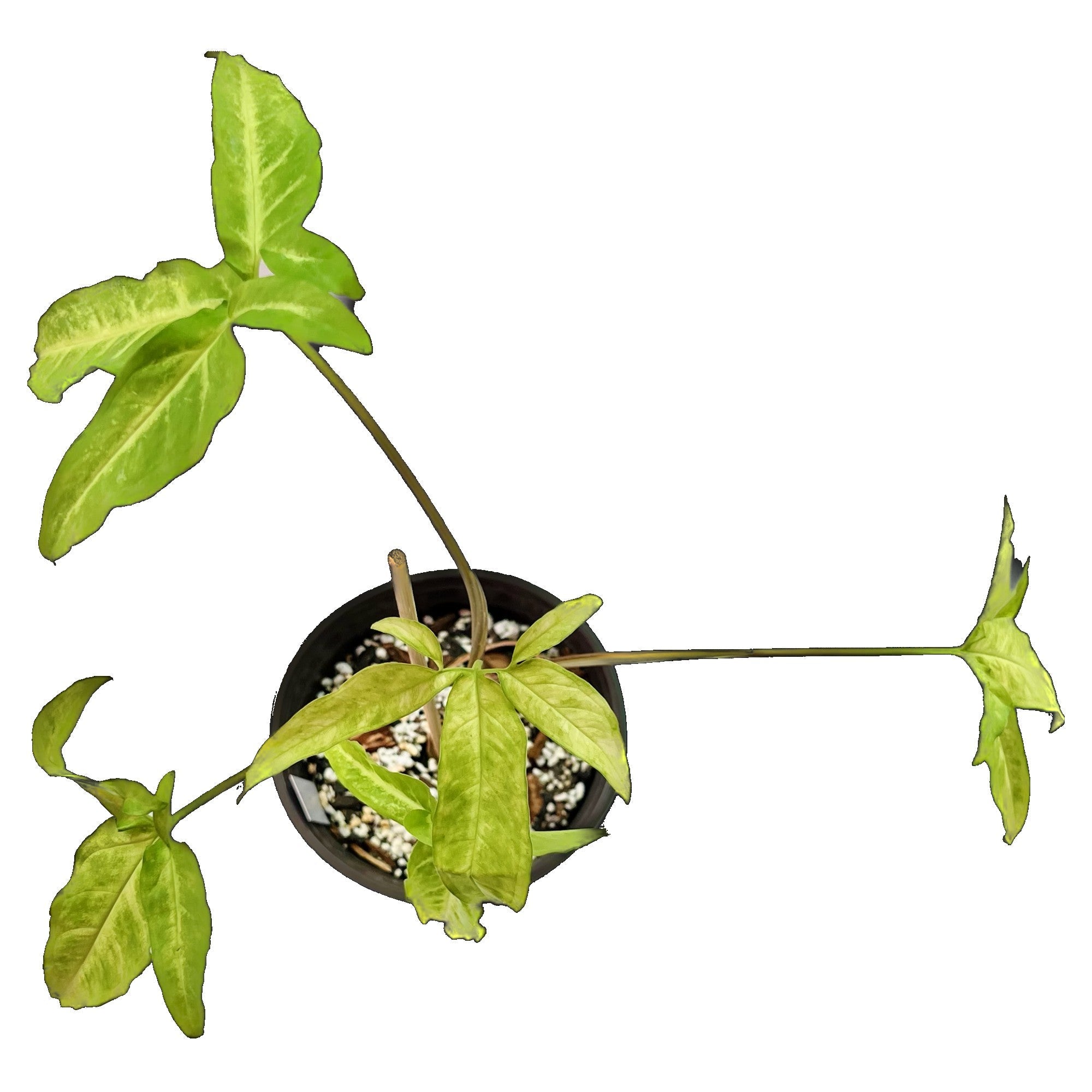 Syngonium Little Star in 6" pot