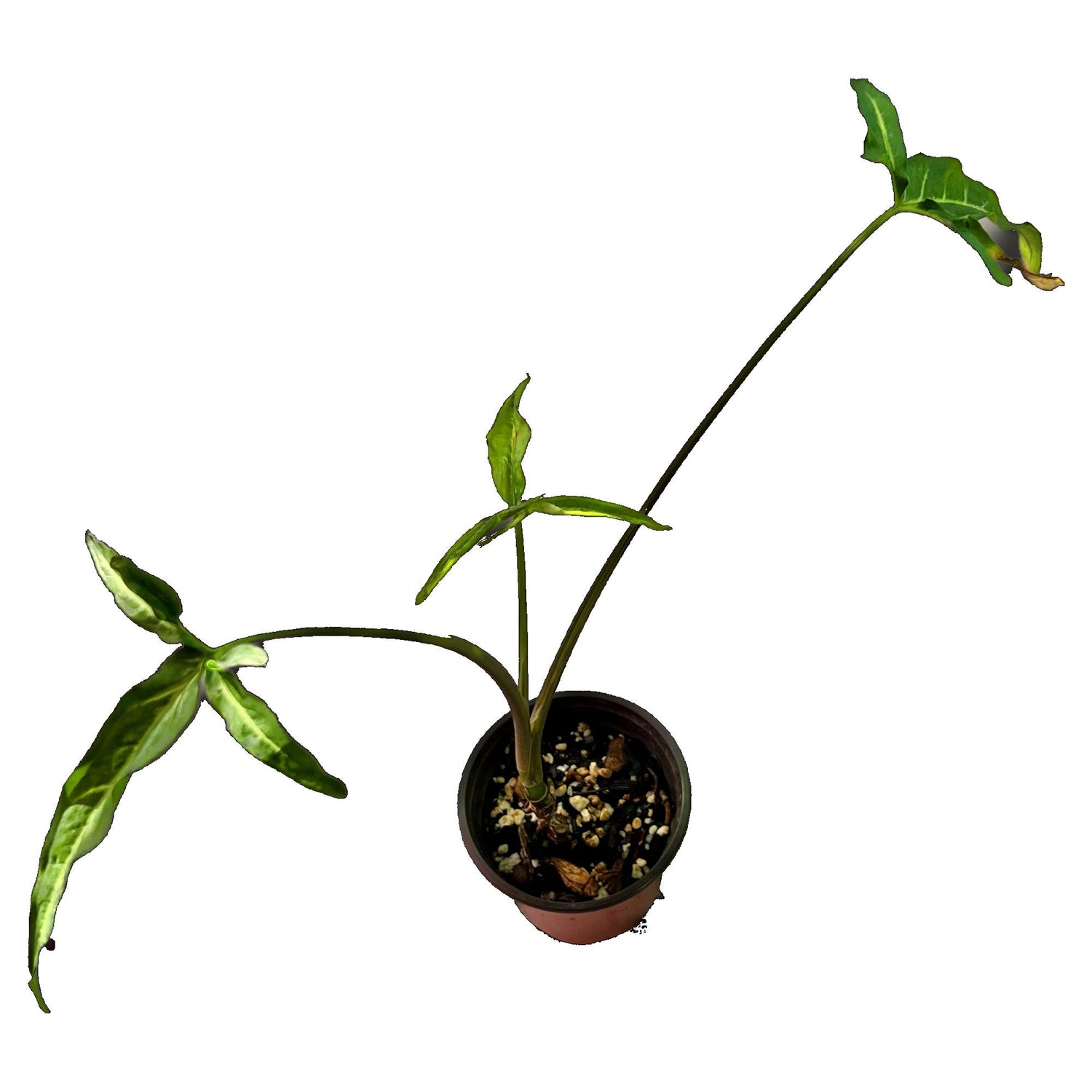 Syngonium Little Star in 4" pot