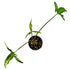 Syngonium Little Star in 4" pot
