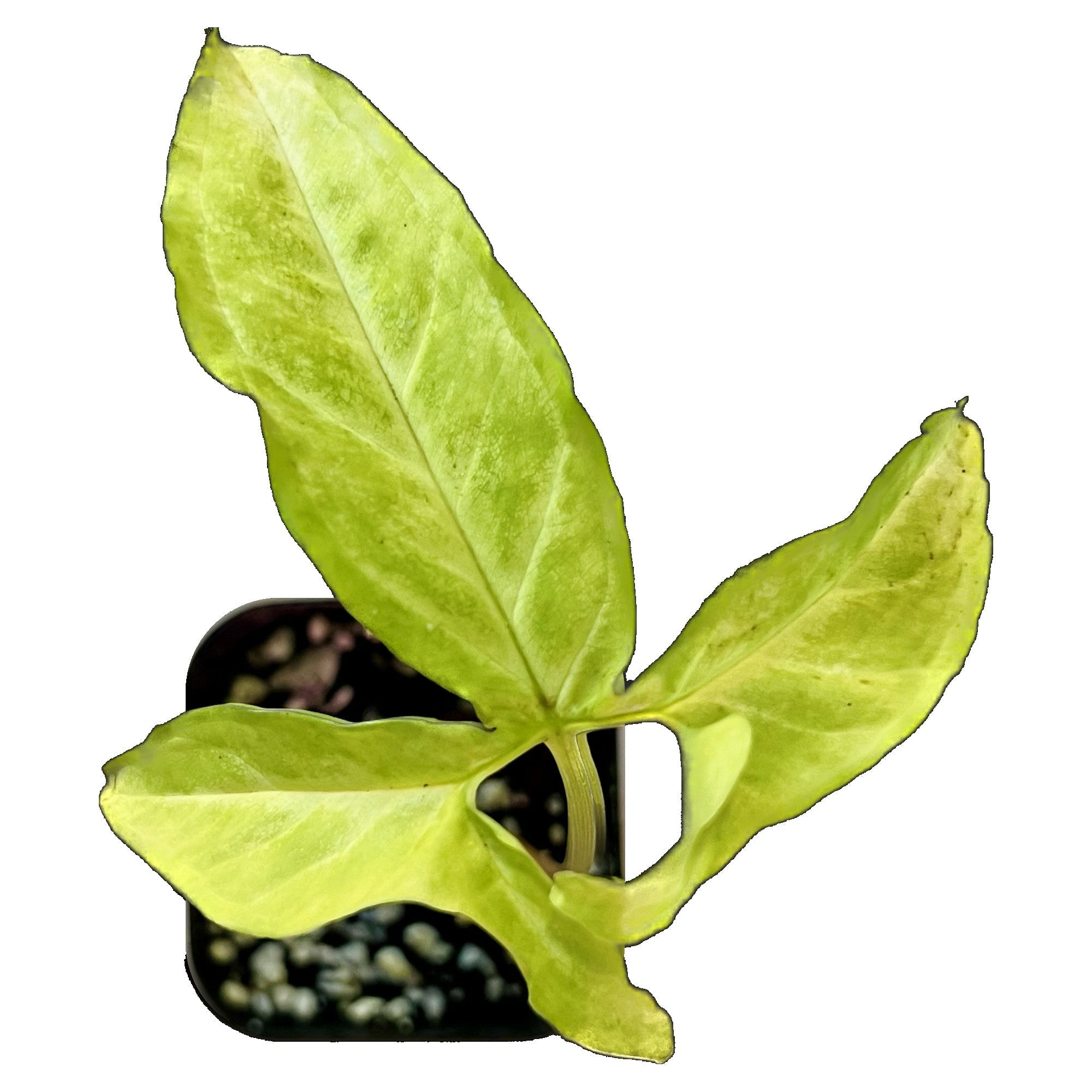 Syngonium Little Star in 2" pot