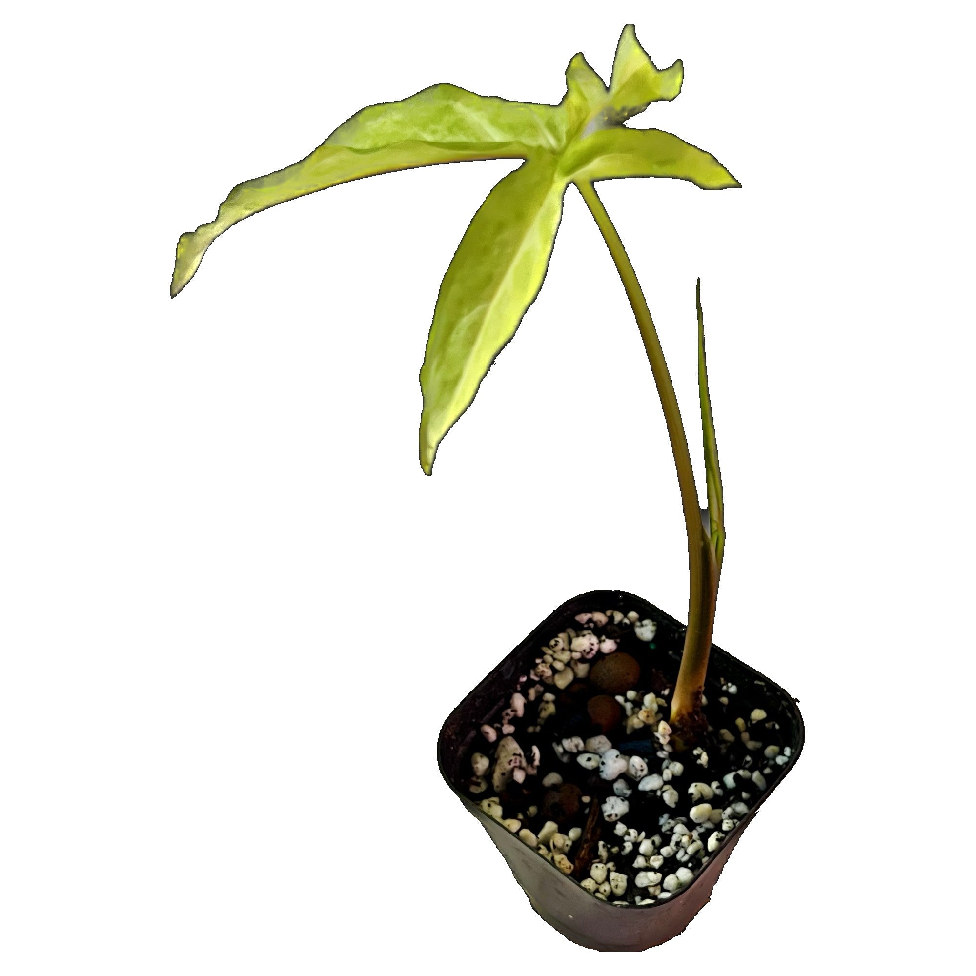 Syngonium Little Star in 2" pot