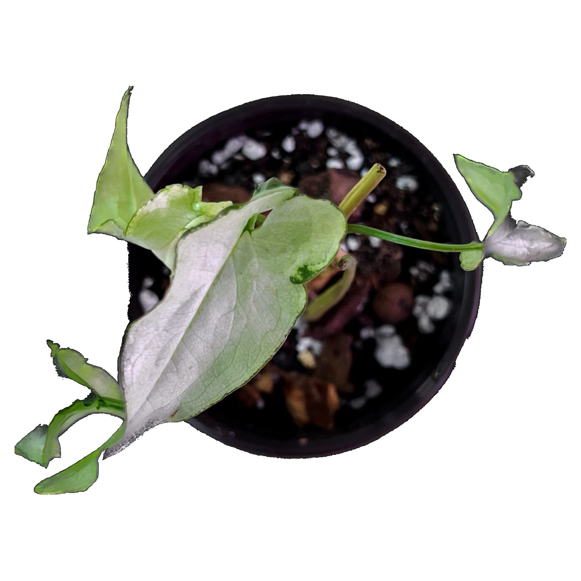 Syngonium Majesty in 4" pot