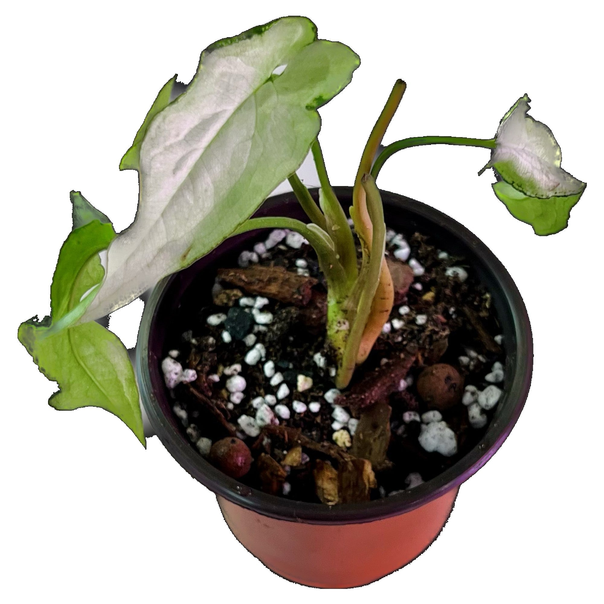 Syngonium Majesty in 4" pot