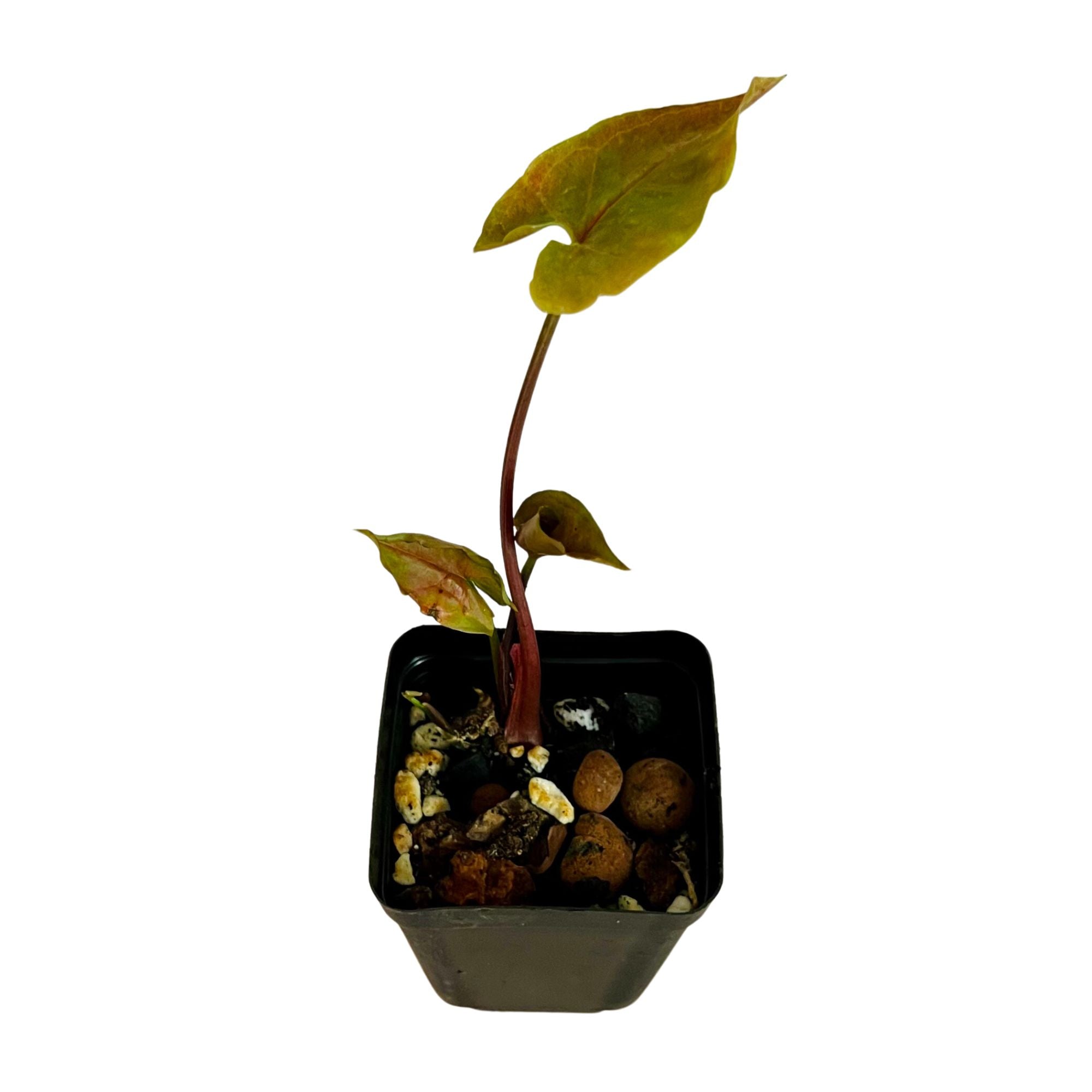 Syngonium Maria in 2" pot