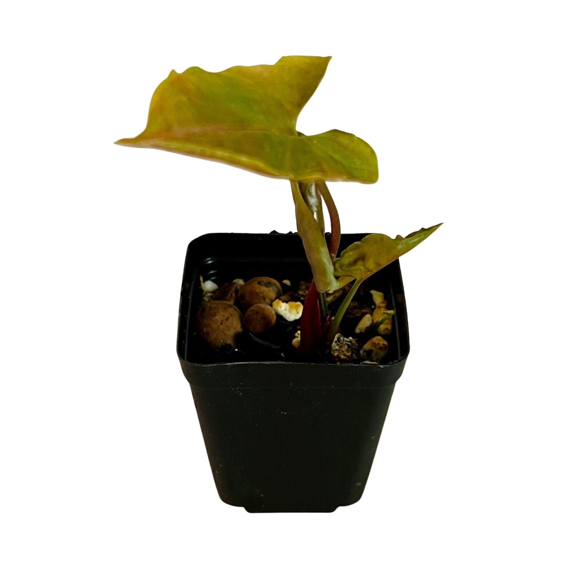 Syngonium Maria in 2" pot