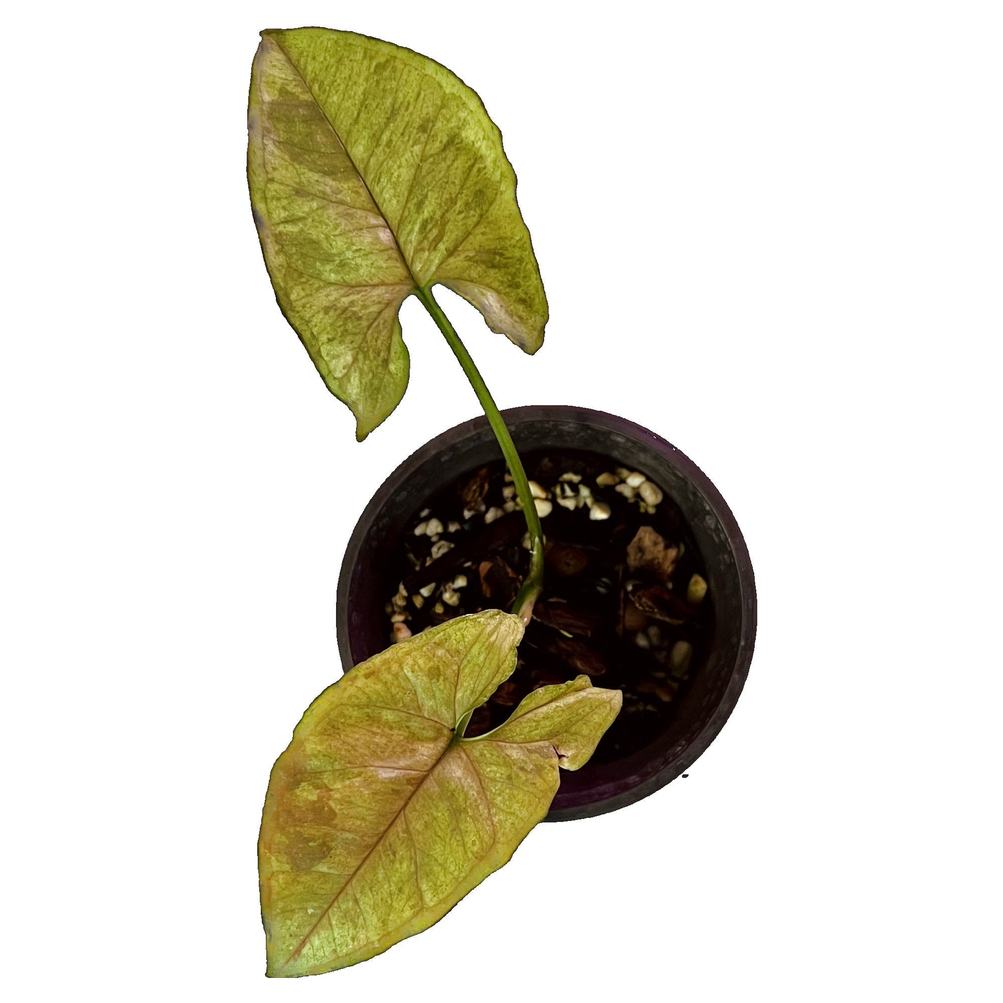 Syngonium Matcha Sprinkle in 4" pot