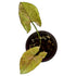 Syngonium Matcha Sprinkle in 4" pot