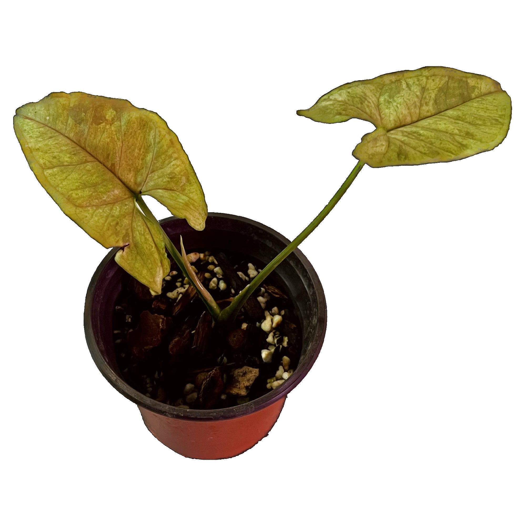 Syngonium Matcha Sprinkle in 4" pot
