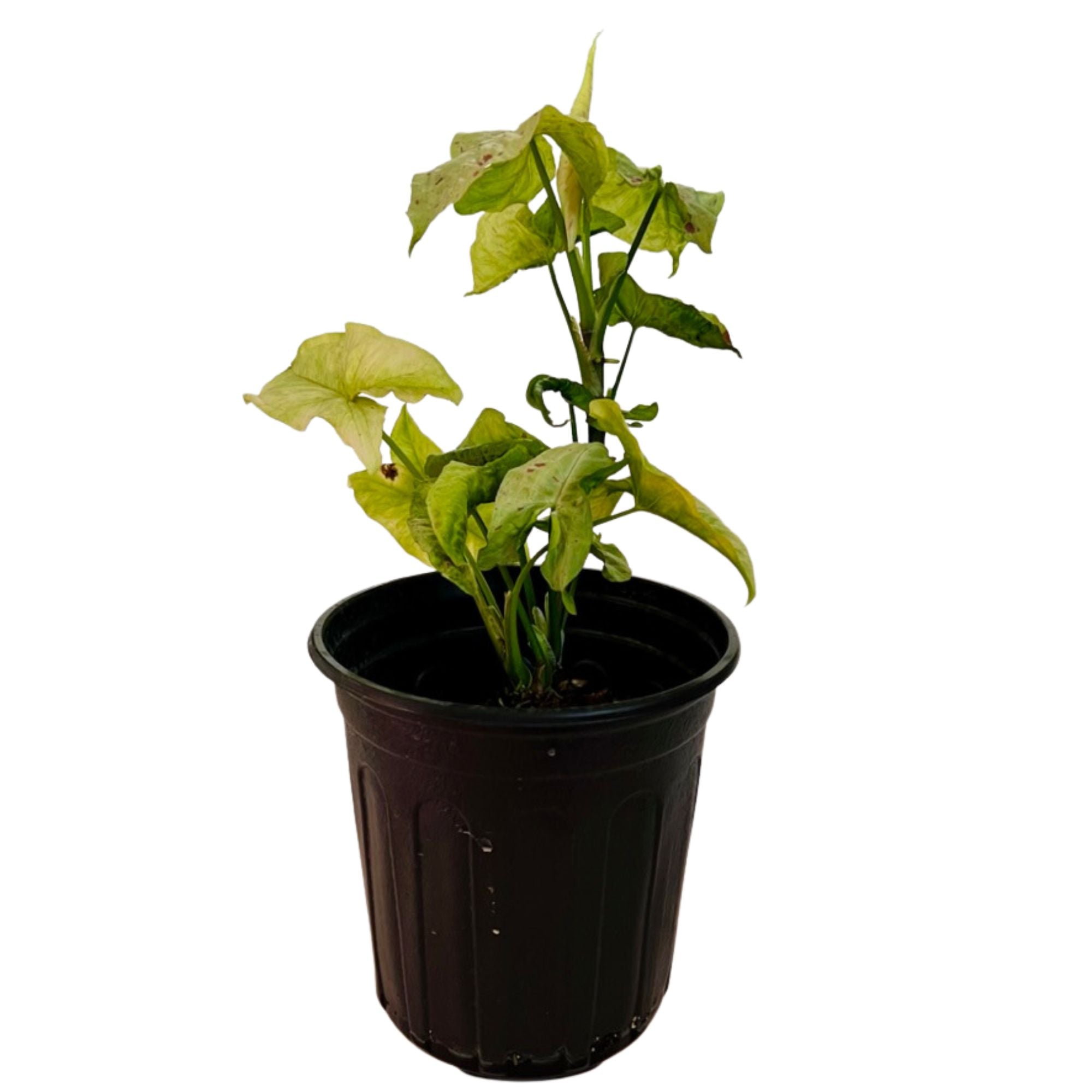Syngonium Milk Confetti in 1/2 Gallon pot