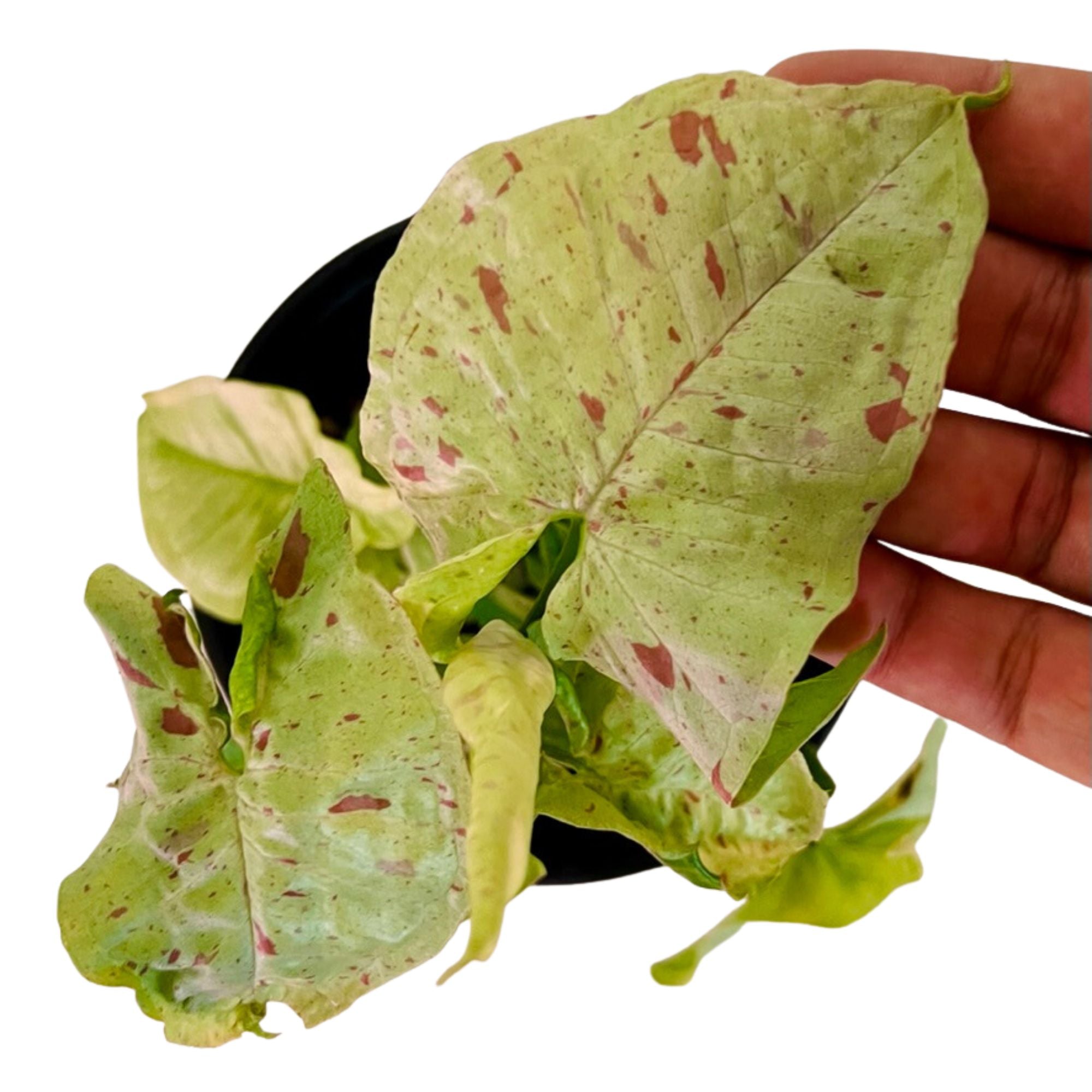 Syngonium Milk Confetti in 1/2 Gallon pot
