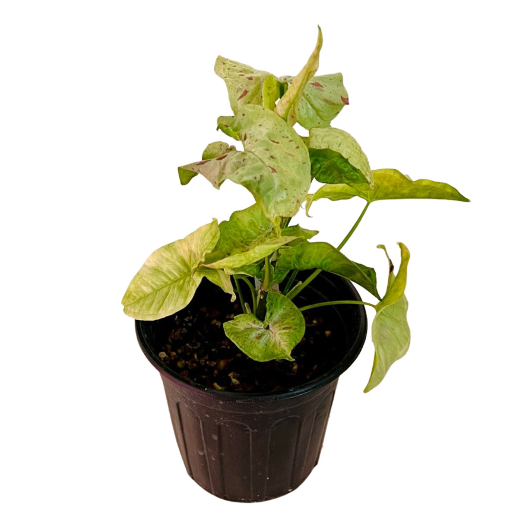 Syngonium Milk Confetti in 1/2 Gallon pot