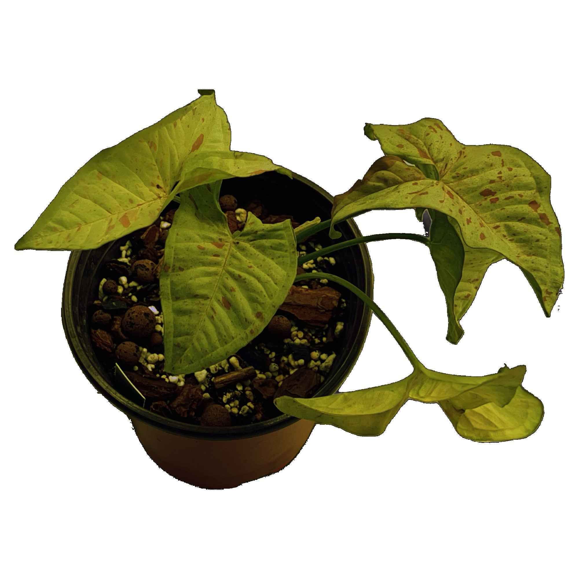 Syngonium Milk Confetti in 6" pot
