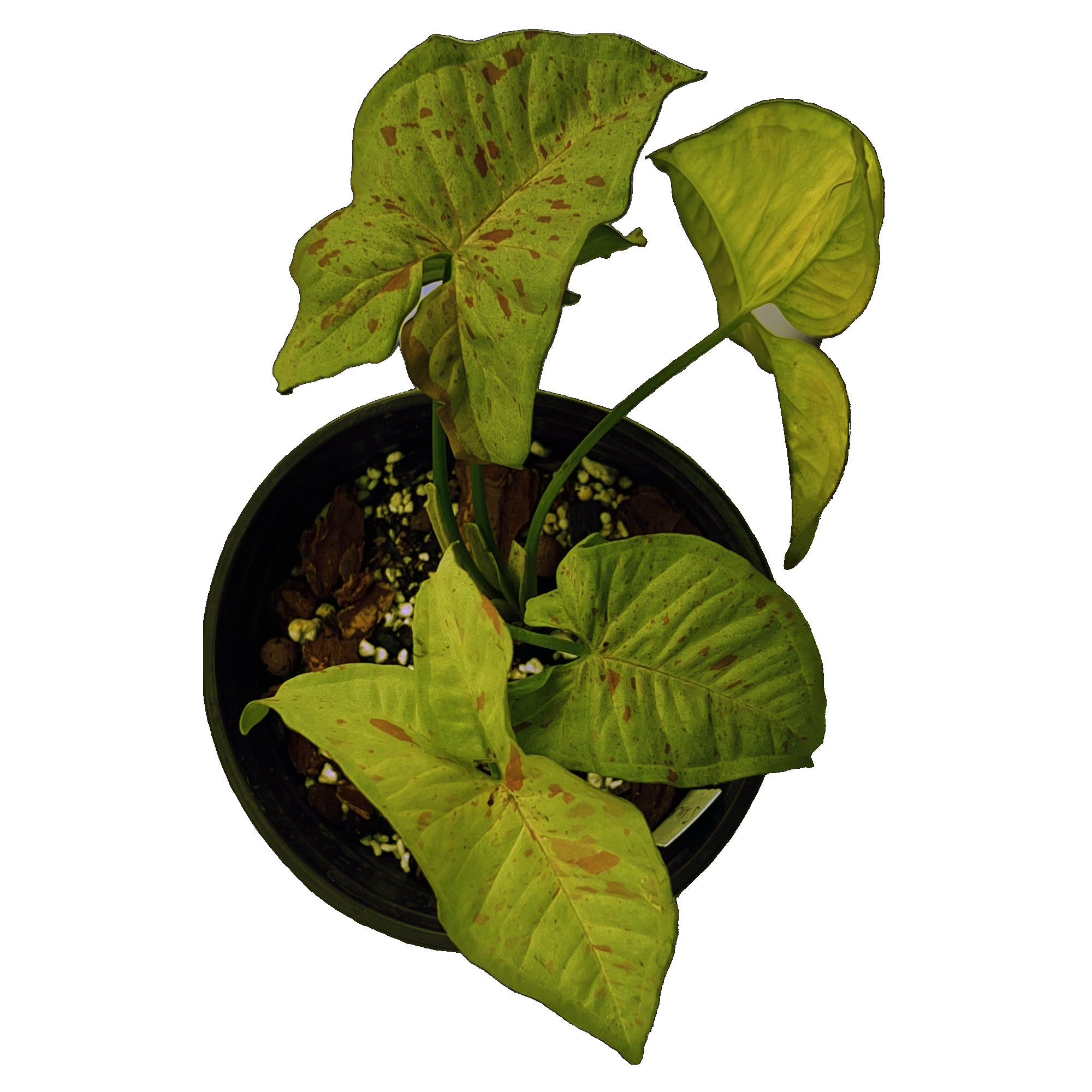 Syngonium Milk Confetti in 6" pot