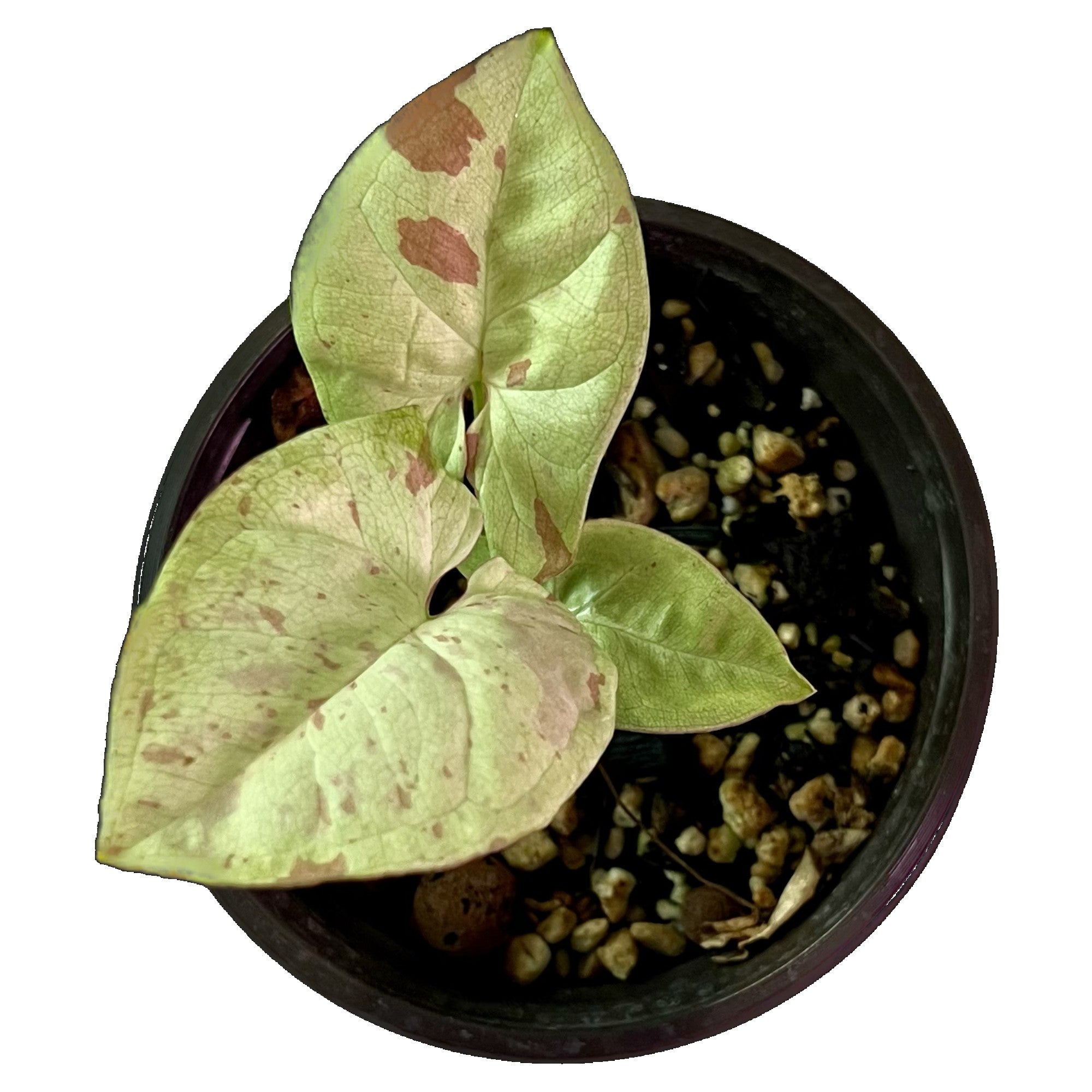 Syngonium Milk Confetti in 4" pot