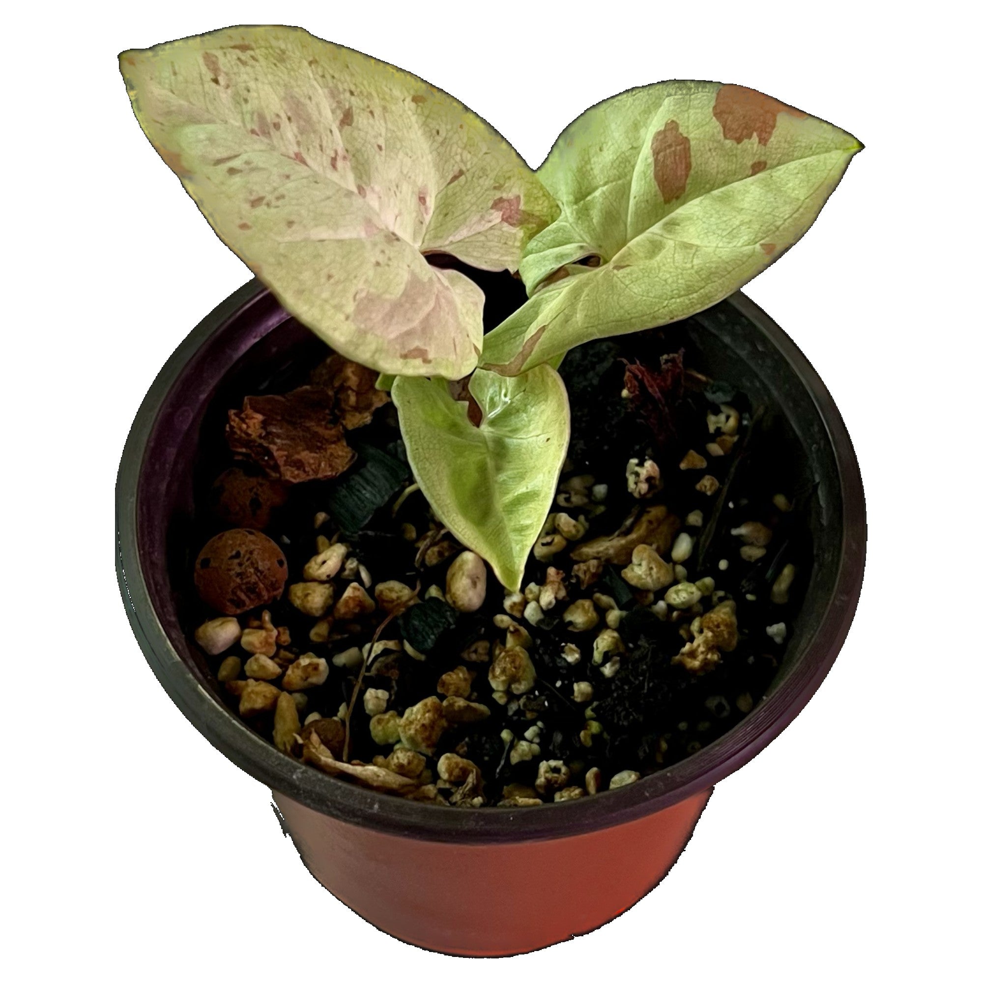 Syngonium Milk Confetti in 4" pot