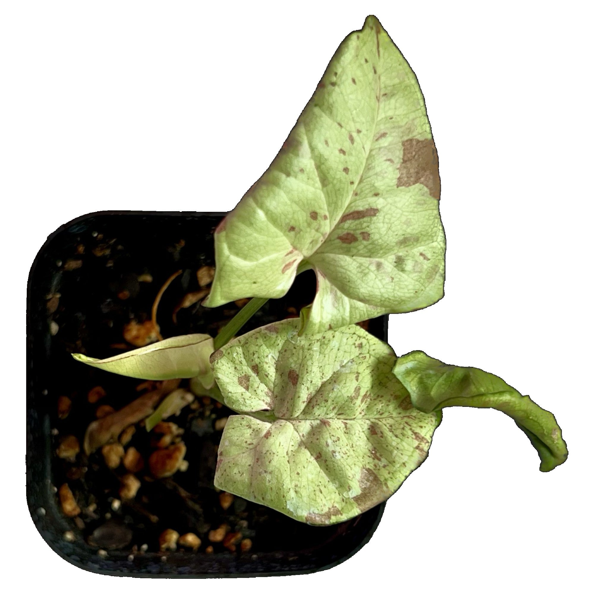 Syngonium Milk Confetti in 2" pot