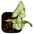 Syngonium Milk Confetti in 2" pot