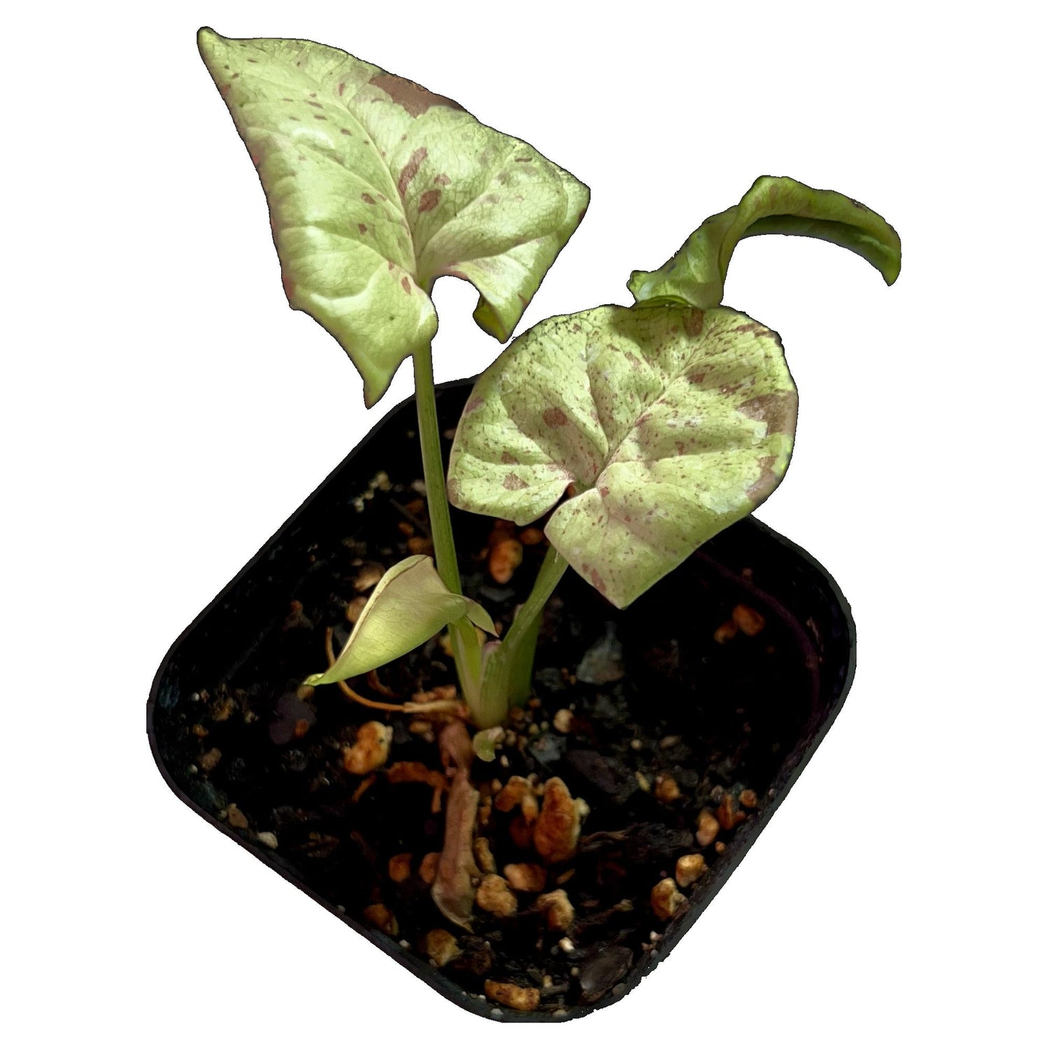 Syngonium Milk Confetti in 2" pot