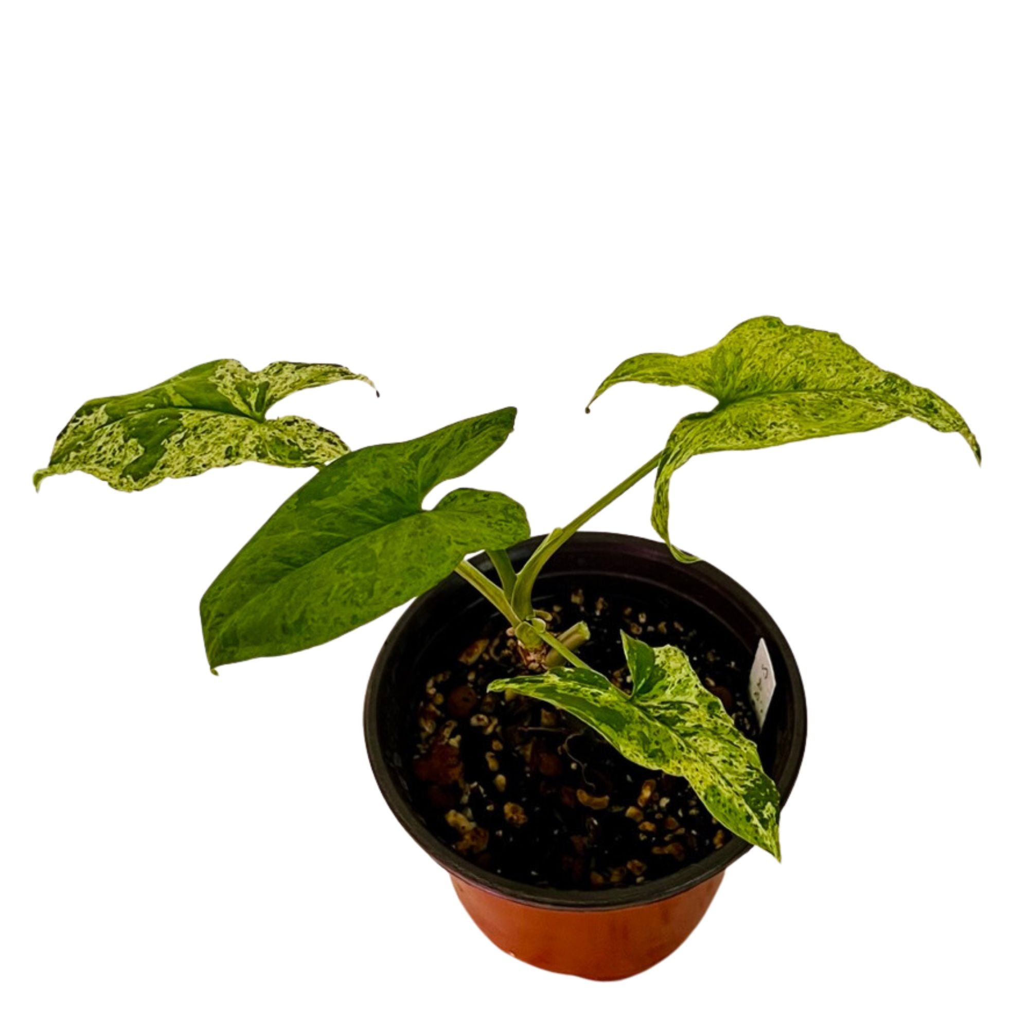 Syngonium Mojito in 6" pot