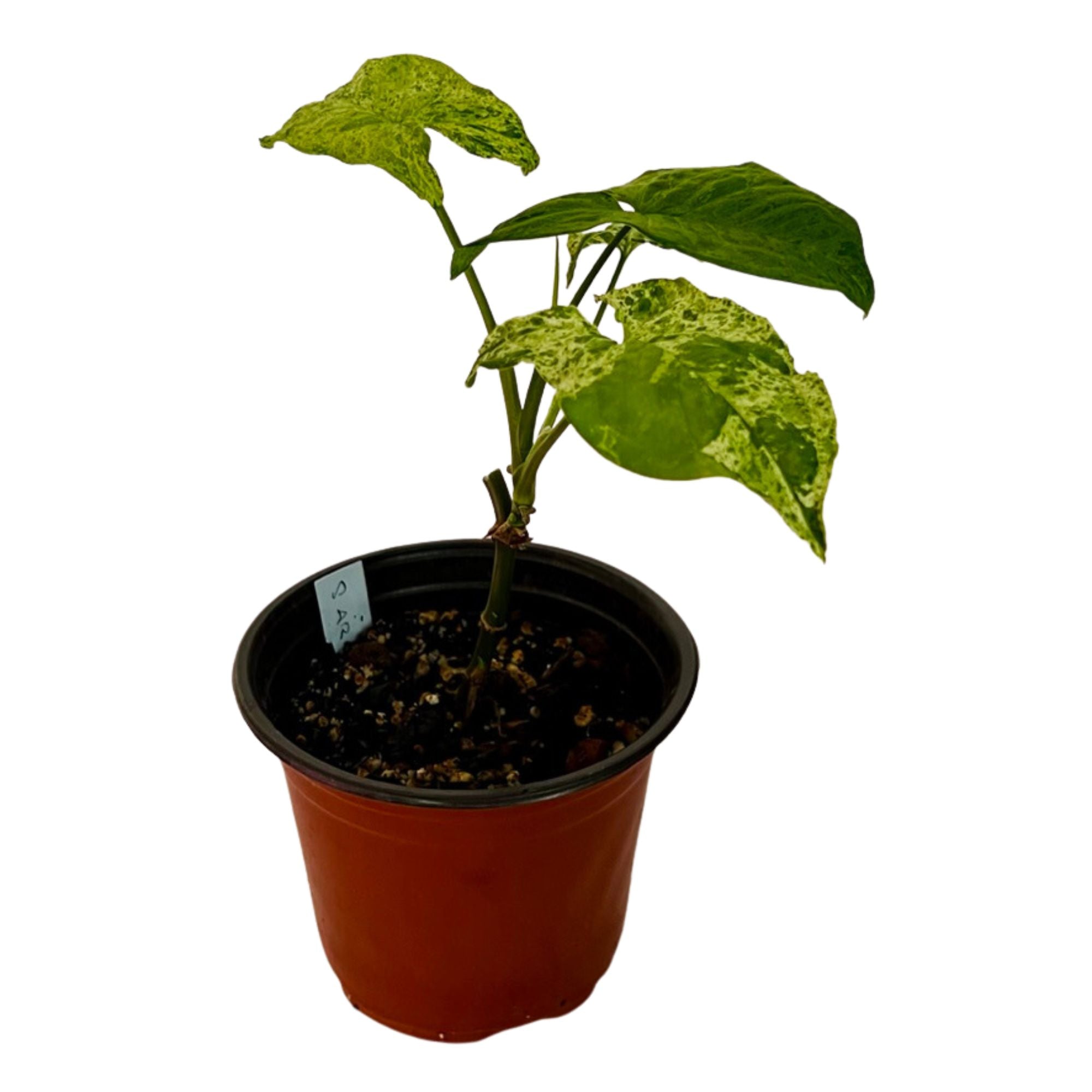Syngonium Mojito in 6" pot