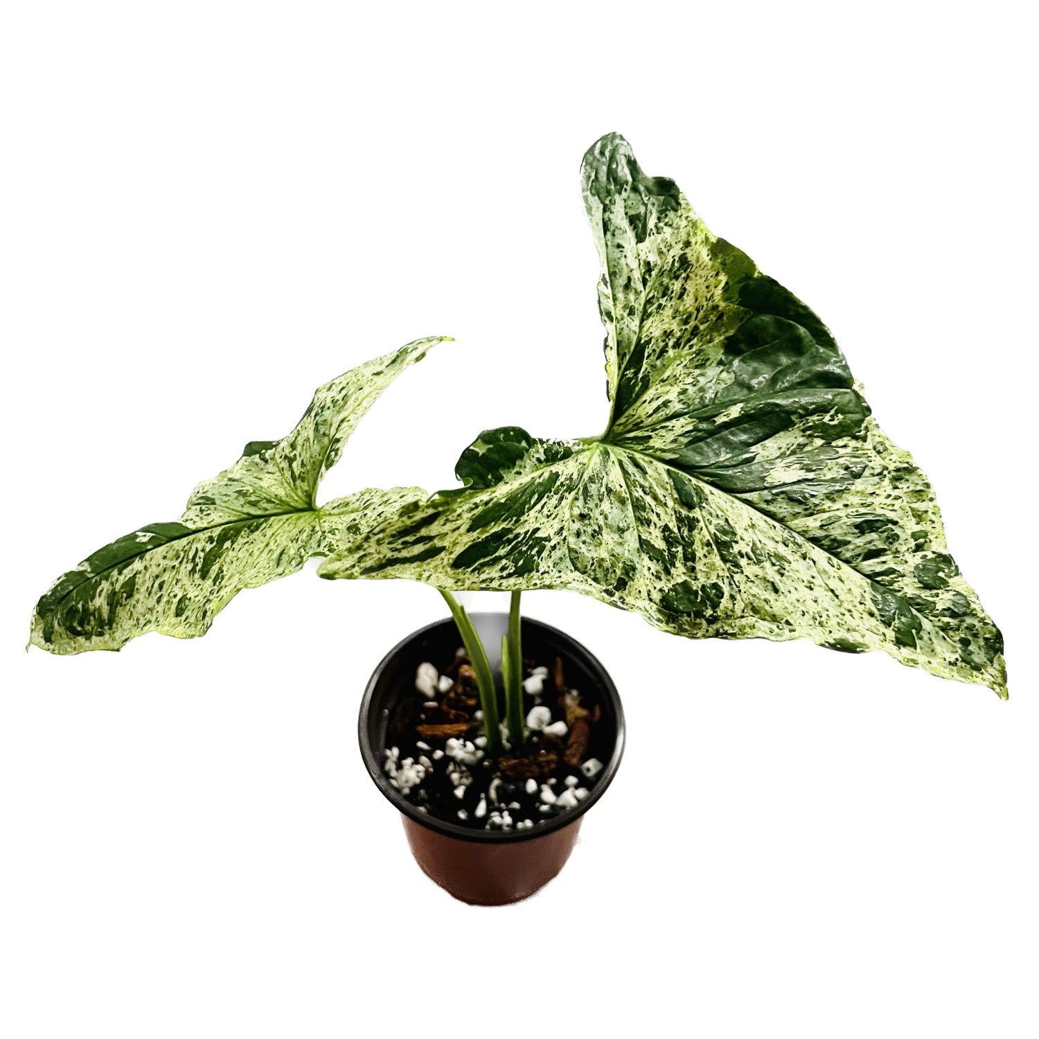 Syngonium Mojito in 4" pot