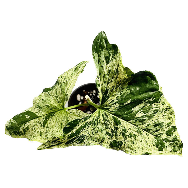 Mojito Syngonium - Pequeño Mojito Syngonium - Pequeño