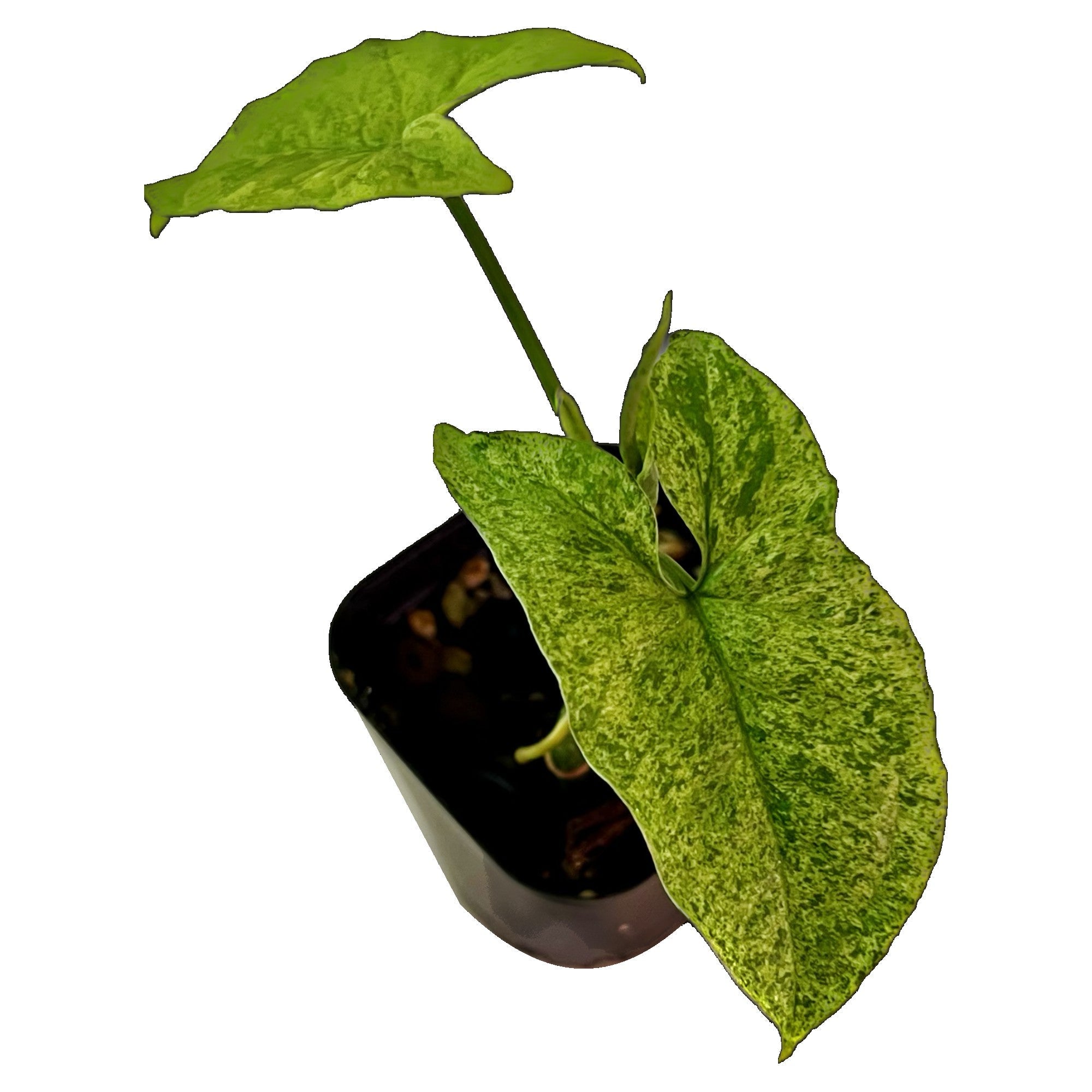Syngonium Mojito in 2" pot