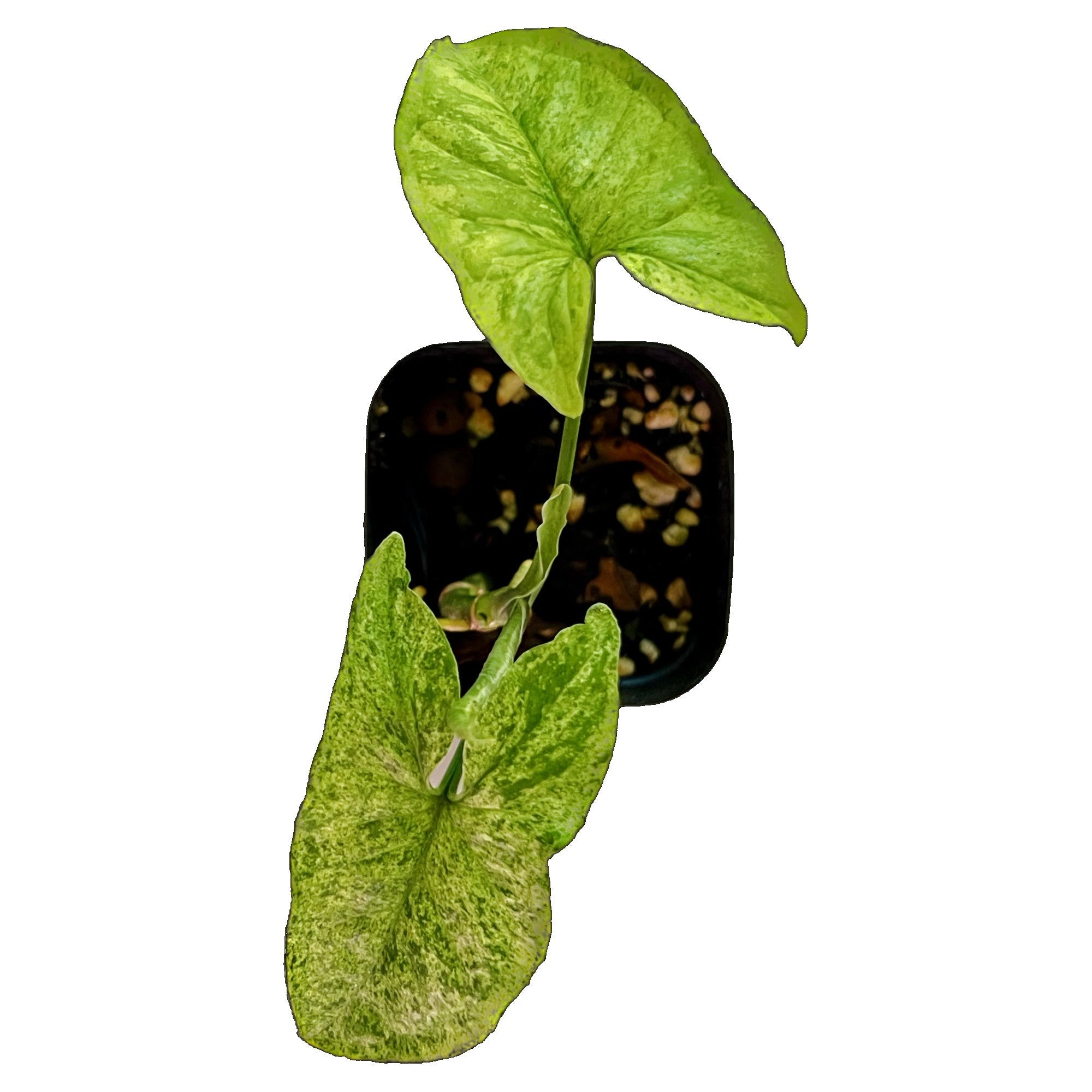 Syngonium Mojito in 2" pot