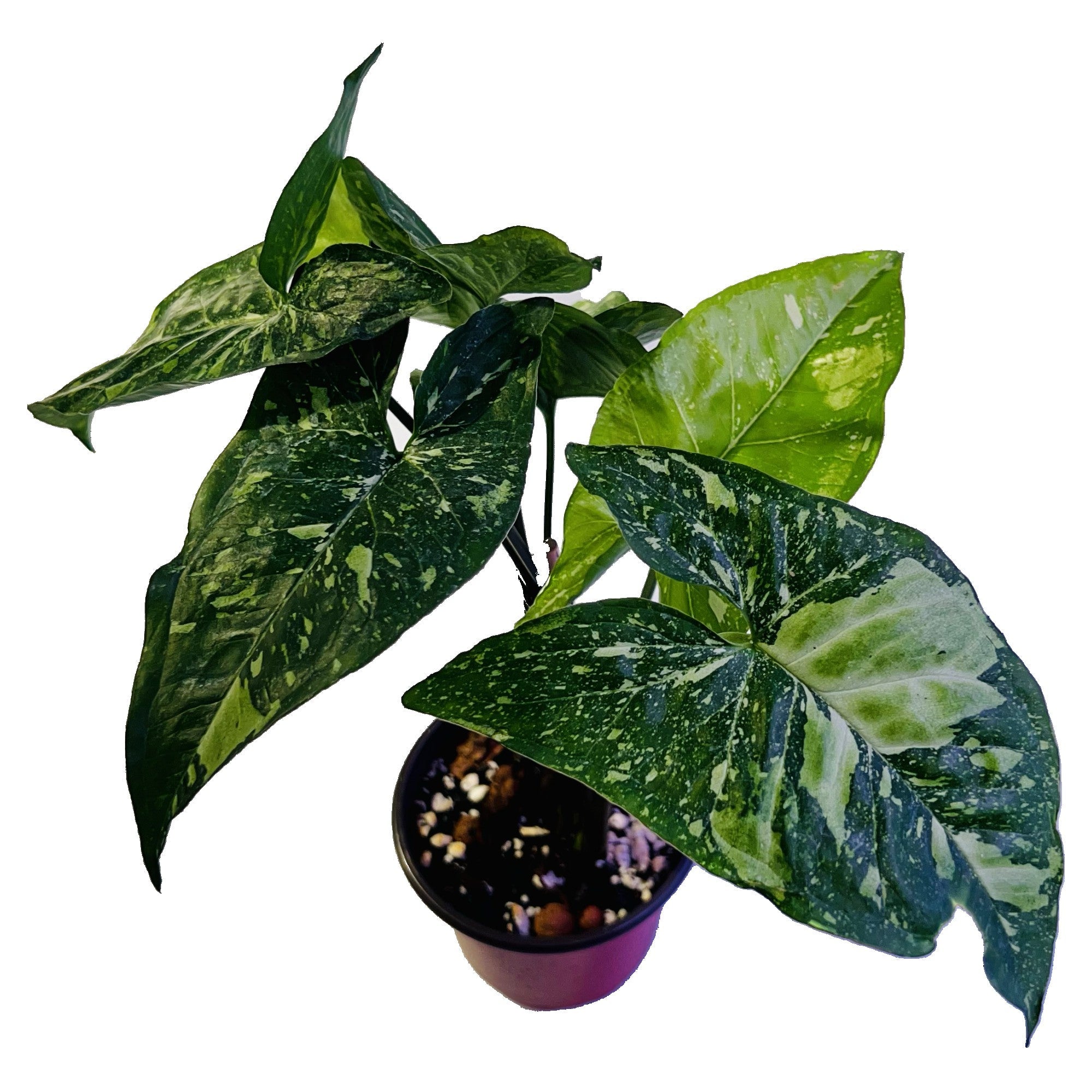 Syngonium Panda Galaxy War in 4" pot