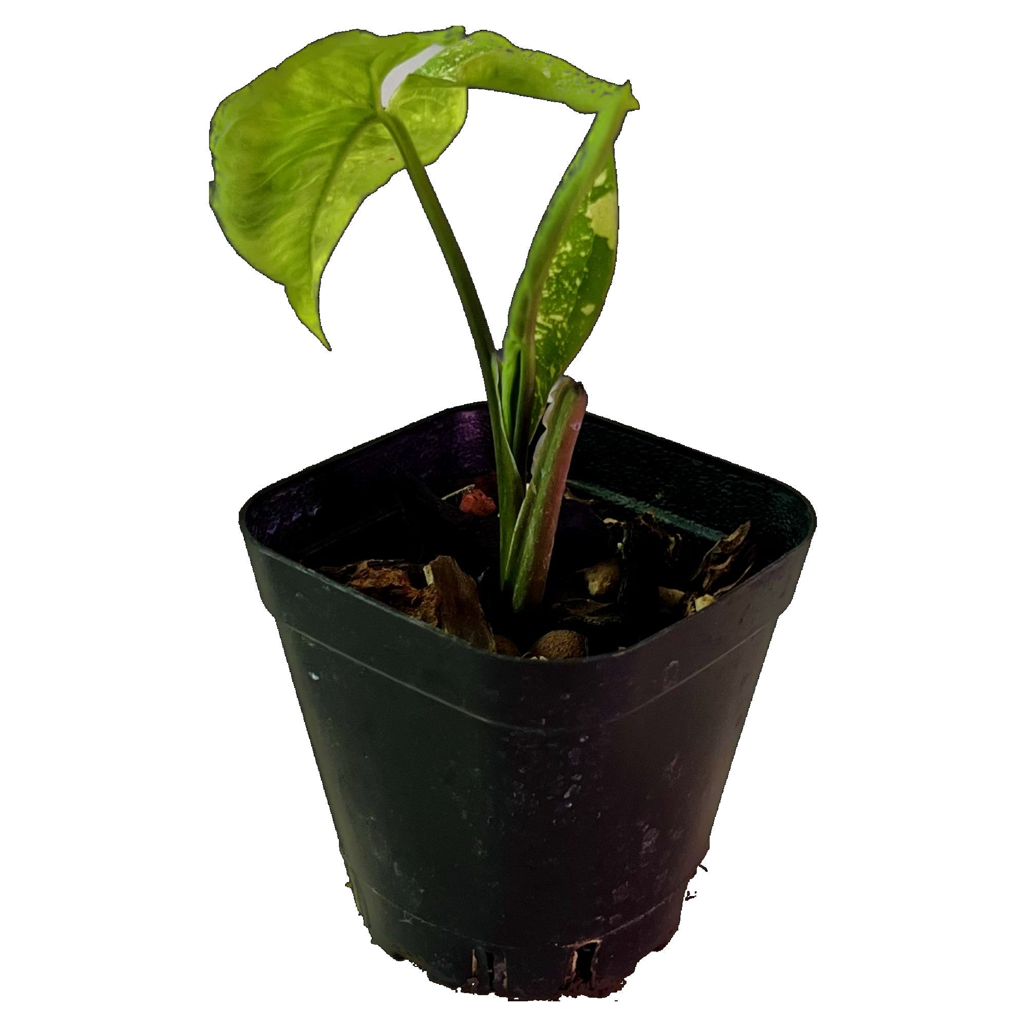 Syngonium Panda Galaxy War in 2" pot