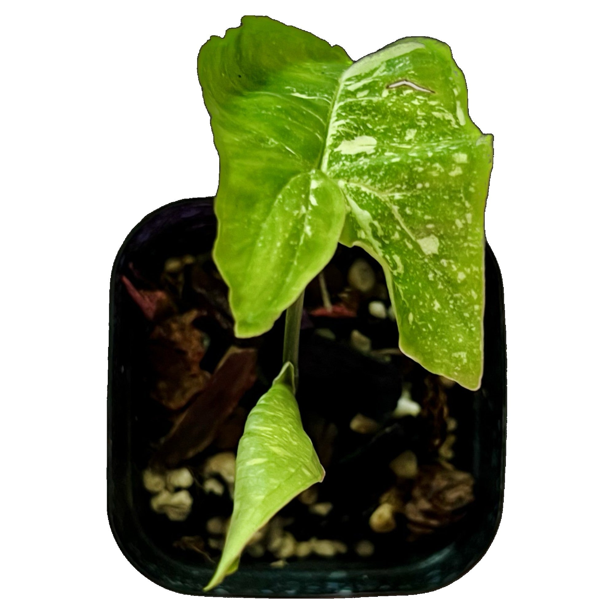 Syngonium Panda Galaxy War in 2" pot