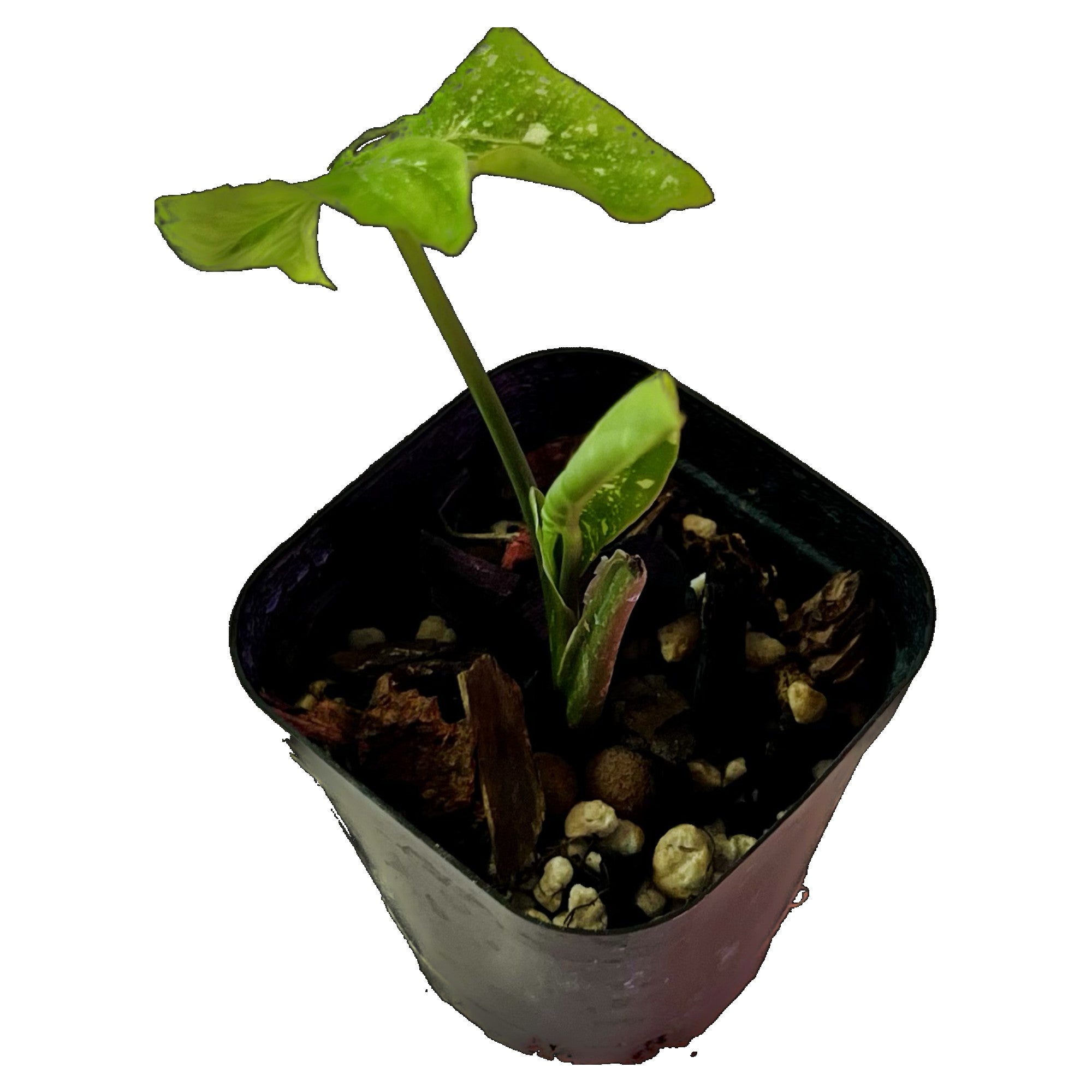 Syngonium Panda Galaxy War in 2" pot