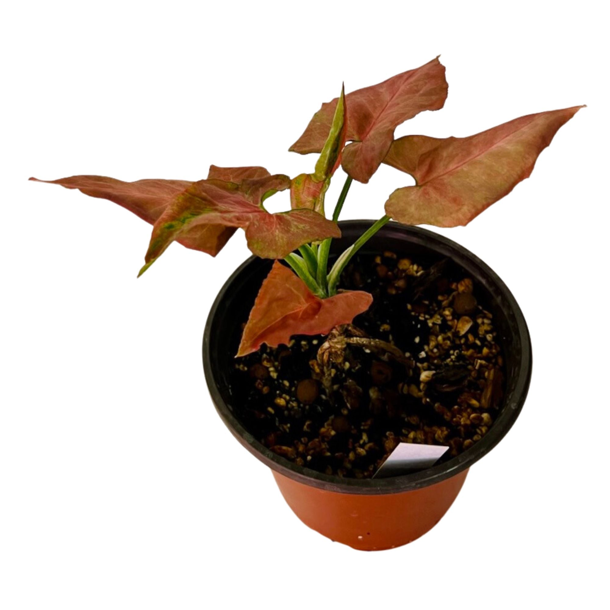 Syngonium Pink Marble in 6" pot