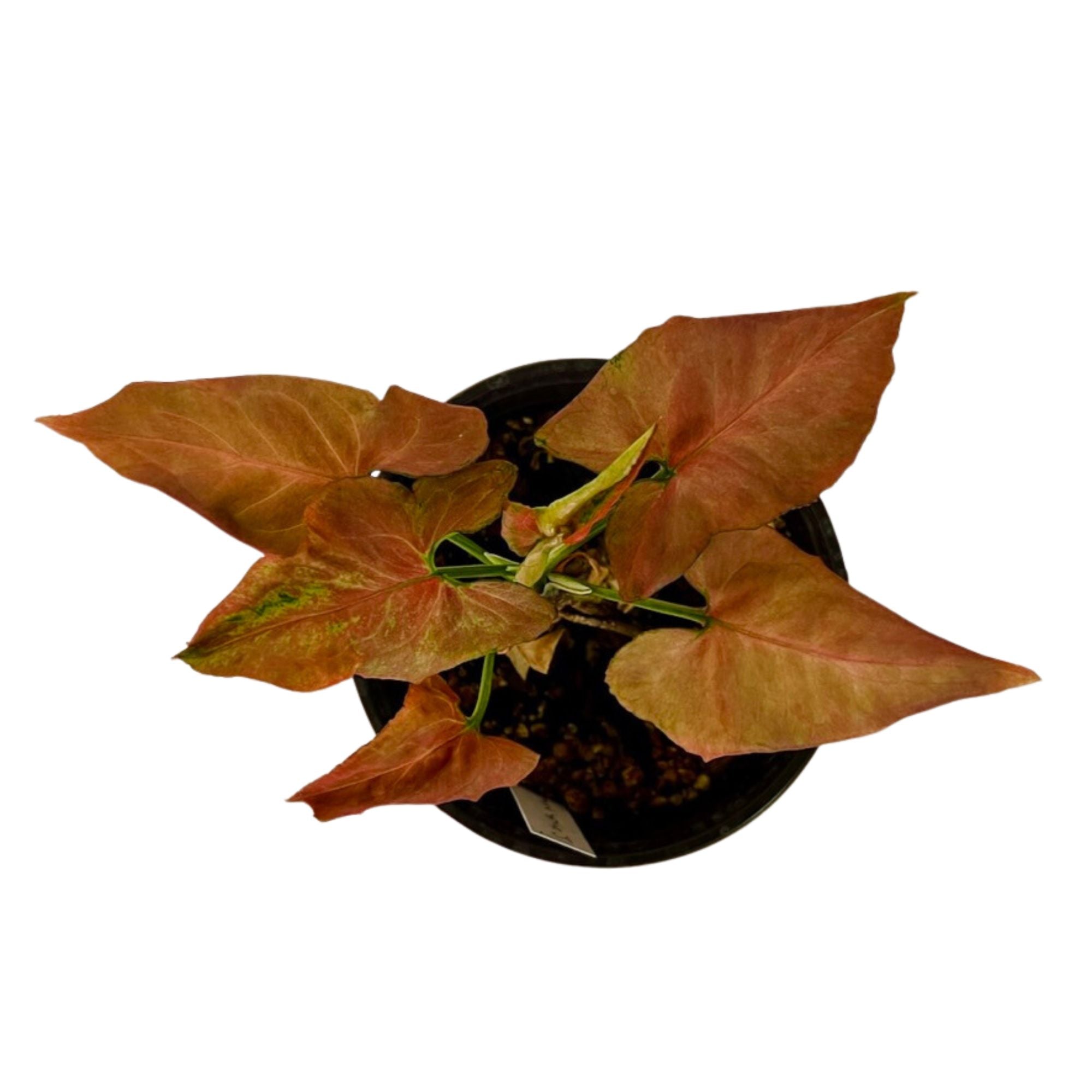 Syngonium Pink Marble in 6" pot