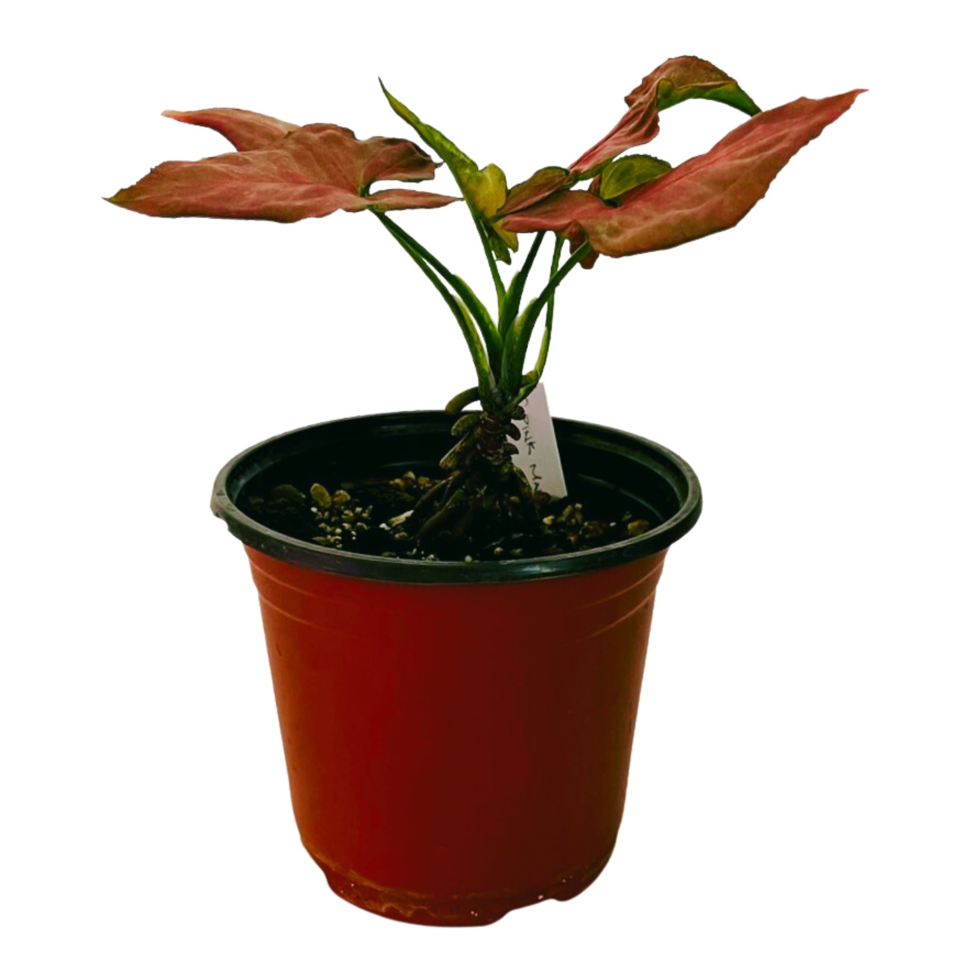 Syngonium Pink Marble in 6" pot