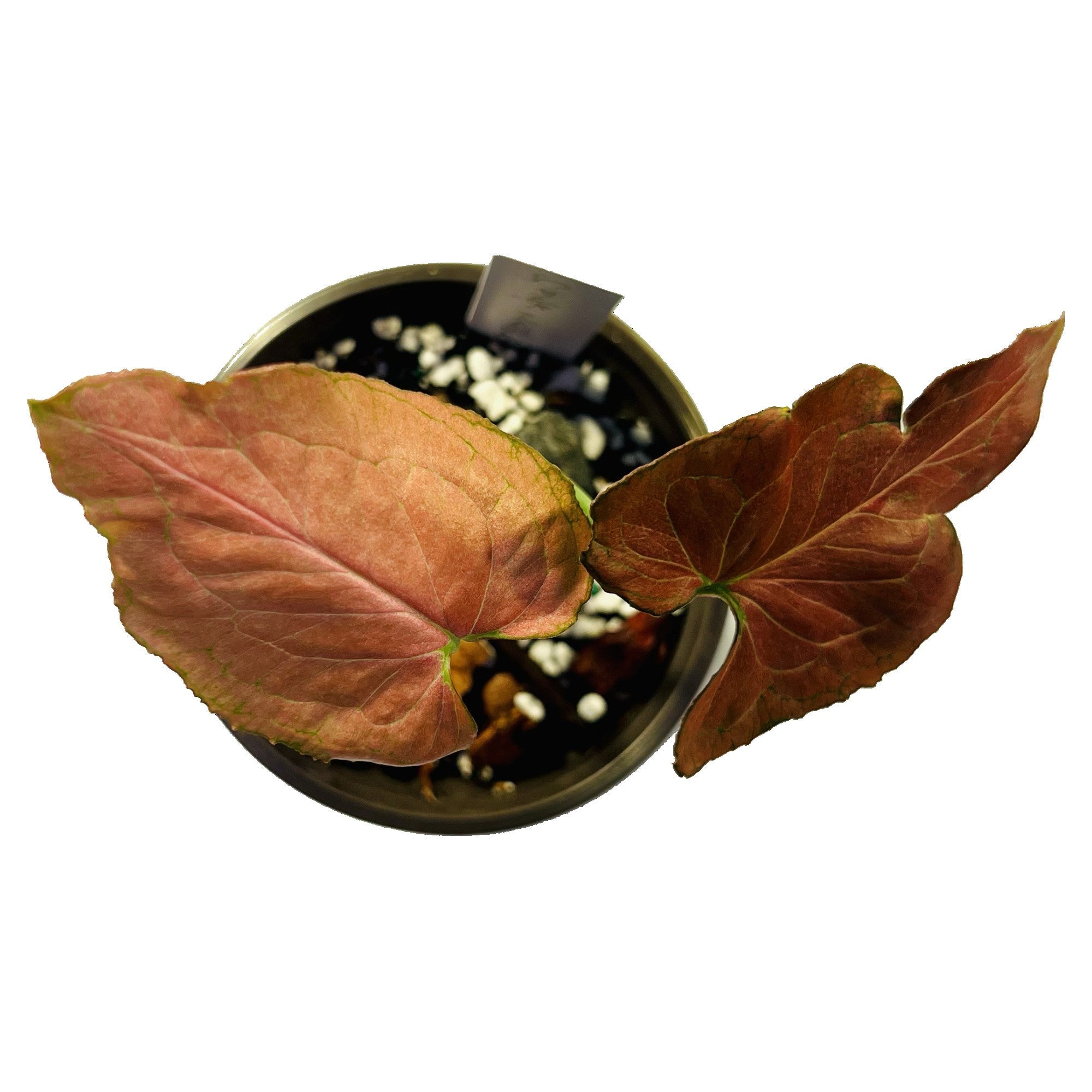 Syngonium Pink Marble in 4" pot