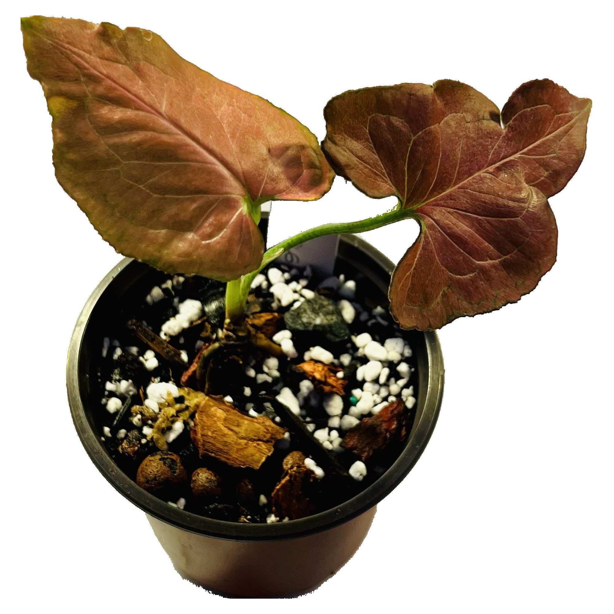 Syngonium Pink Marble in 4" pot