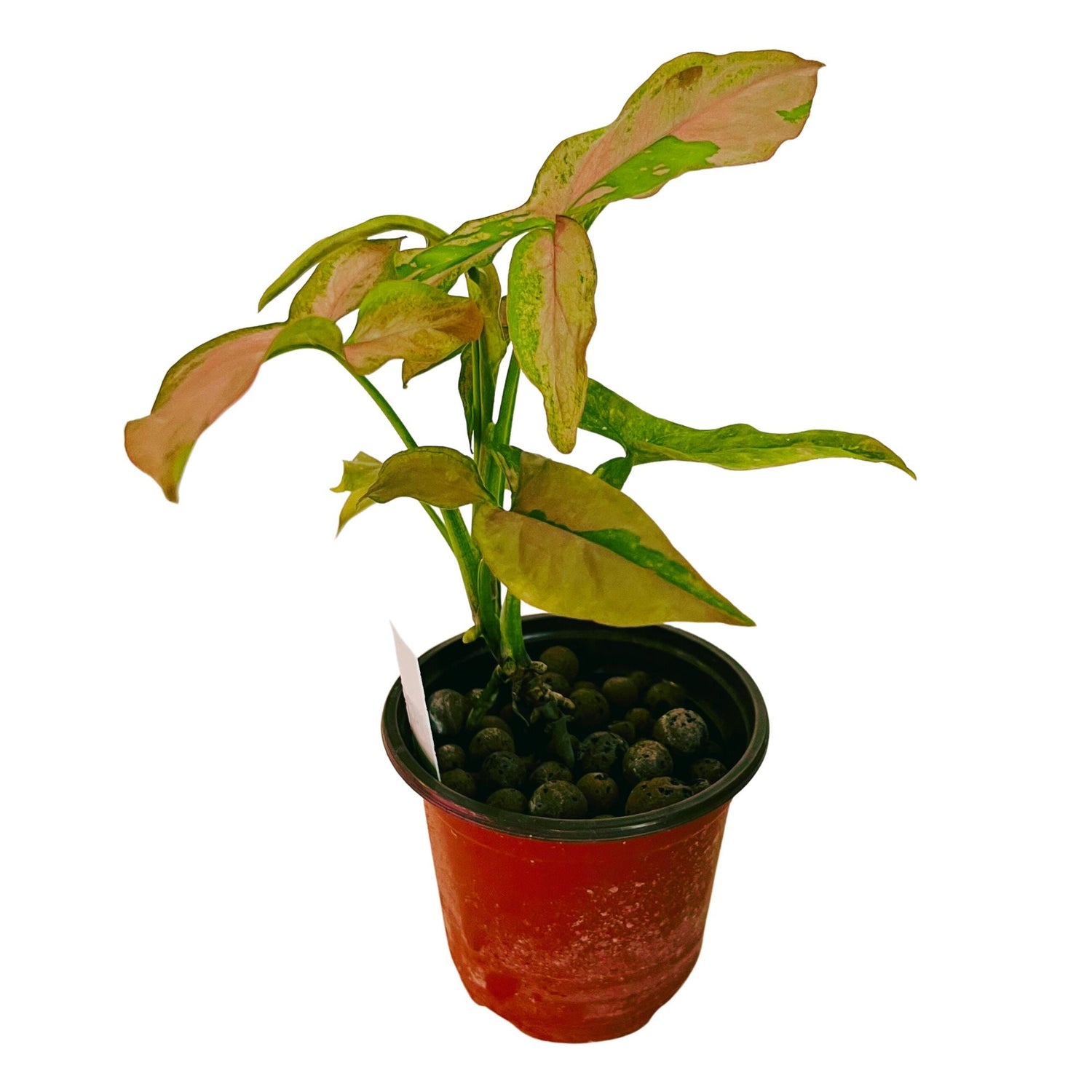 Syngonium Pink Splash in 4" pot
