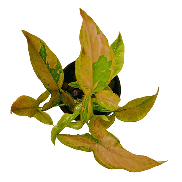 Syngonium Pink Splash - Small Syngonium Pink Splash - Small