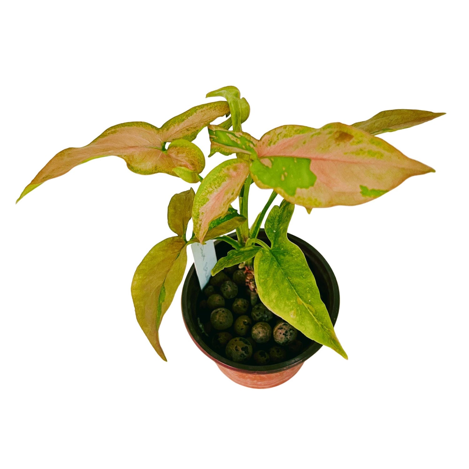 Syngonium Pink Splash in 4" pot