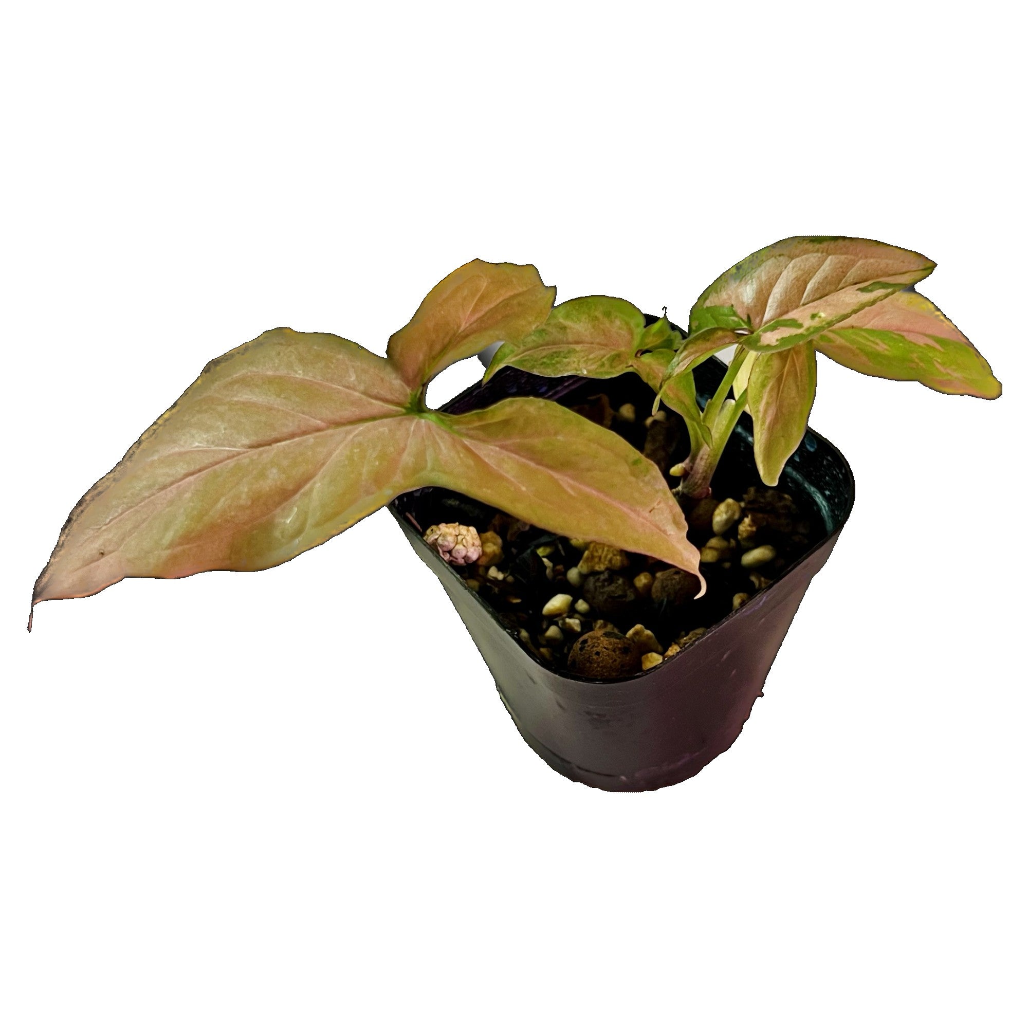 Syngonium Pink Splash in 2" pot