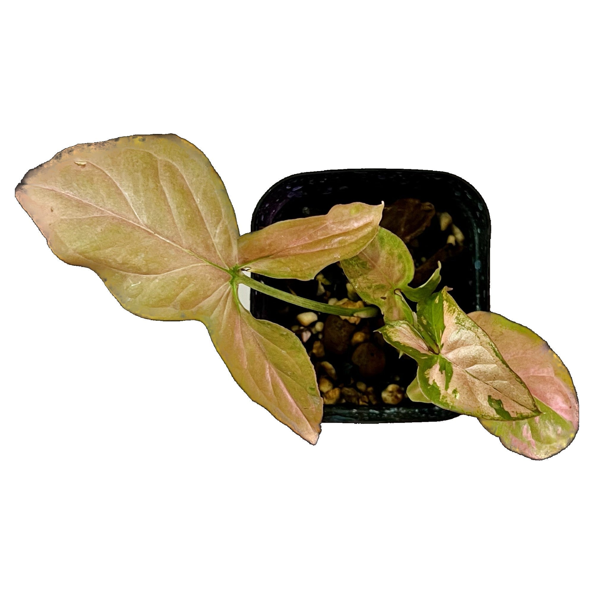 Syngonium Pink Splash in 2" pot